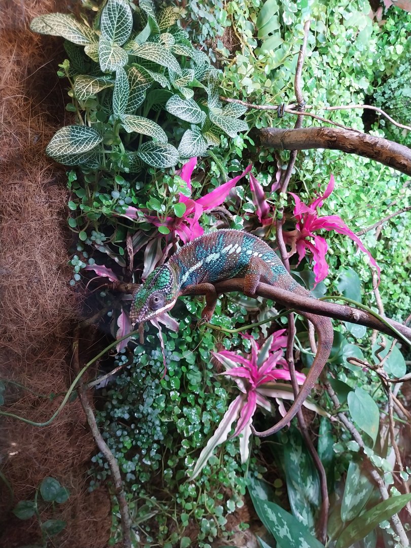 Palmiaria Miejska Gliwice - Historical Pavilion - Panther chameleon (Furcifer pardalis)