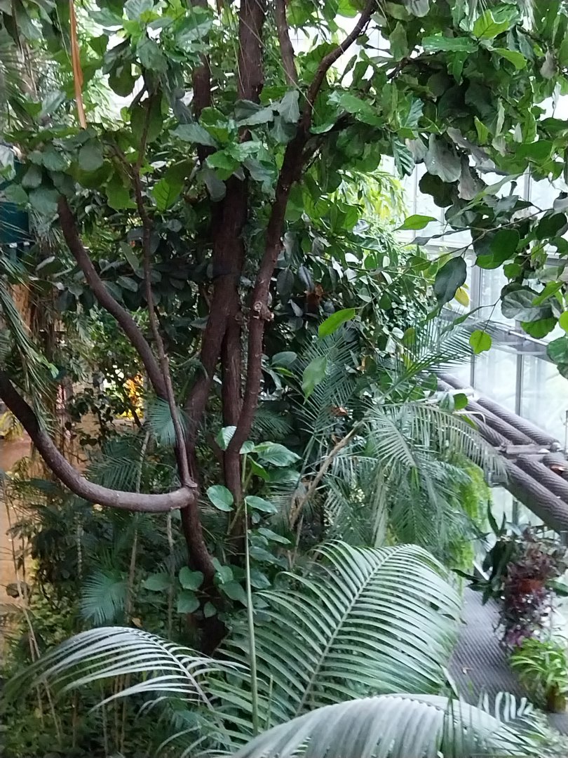 Palmiaria Miejska Gliwice - Historical Pavilion