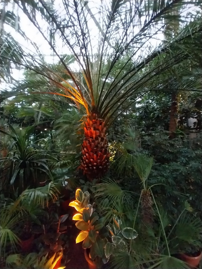 Palmiaria Miejska Gliwice - Historical Pavilion