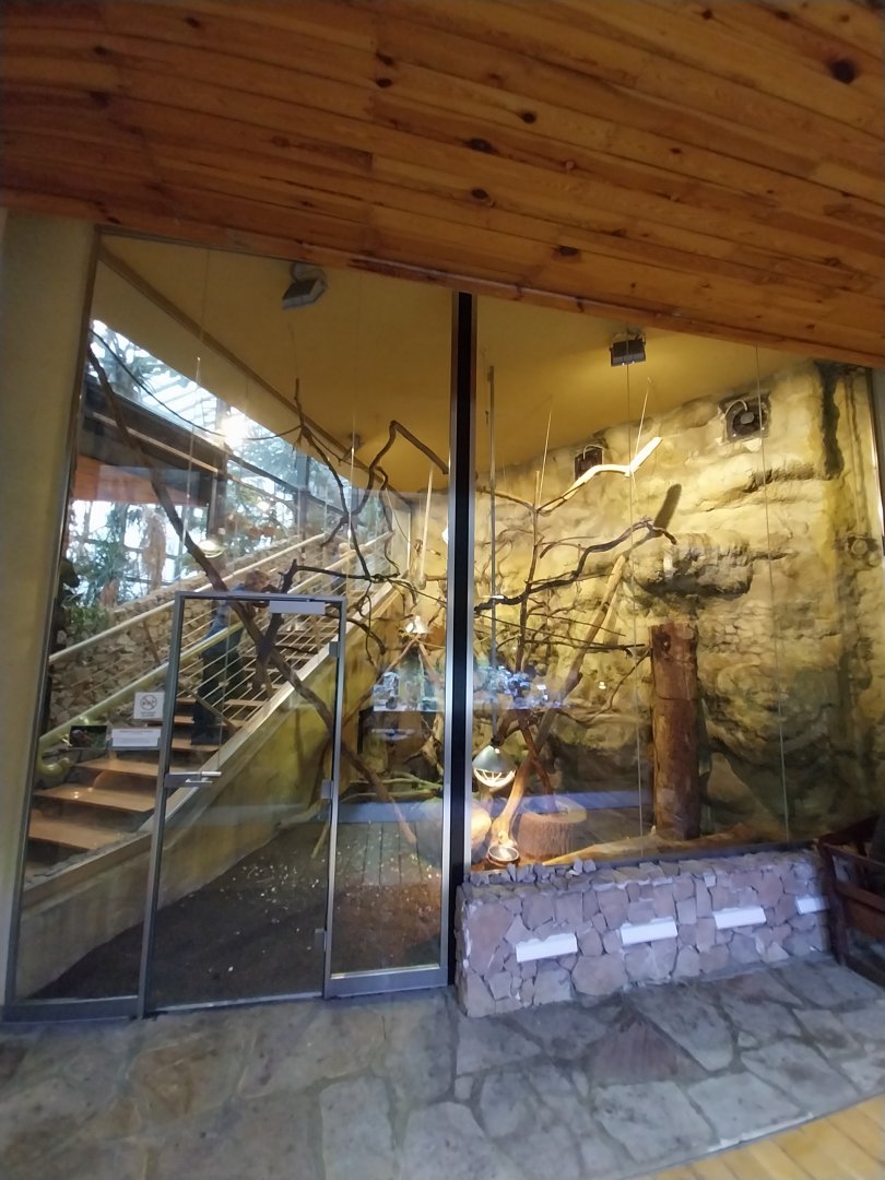 Palmiaria Miejska Gliwice - Succulent Pavilion - Red-flanked variegated squirrel exhibit