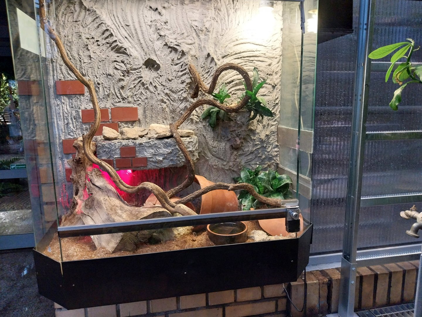 Palmiaria Miejska Gliwice - Succulent Pavilion - Sinaloan milksnake exhibit