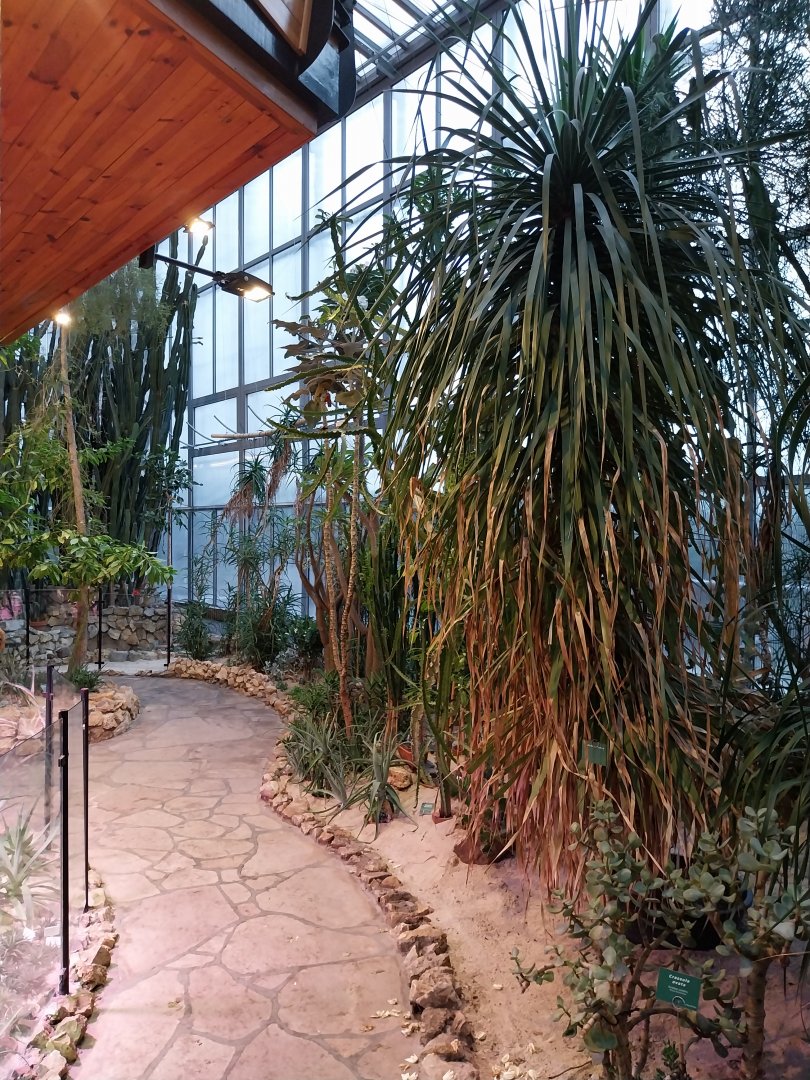 Palmiaria Miejska Gliwice - Succulent Pavilion