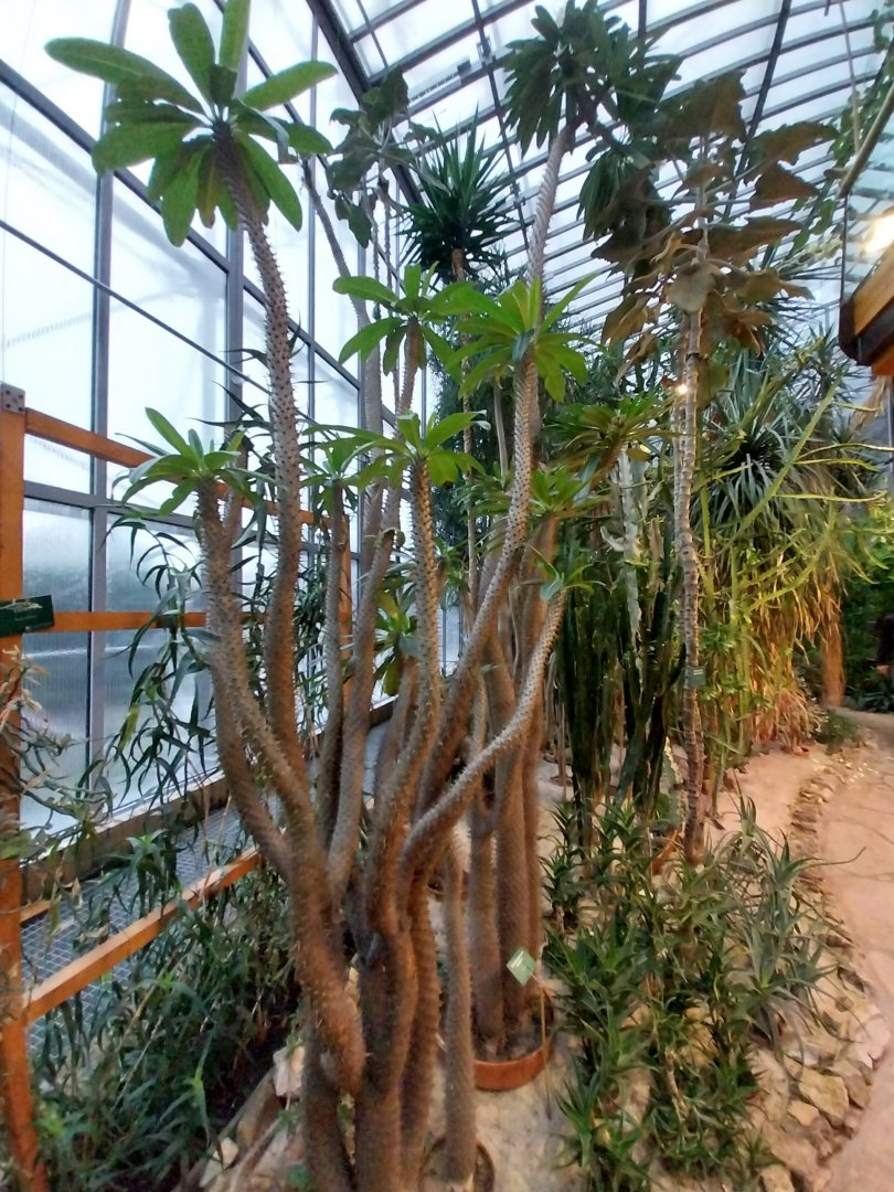 Palmiaria Miejska Gliwice - Succulent Pavilion