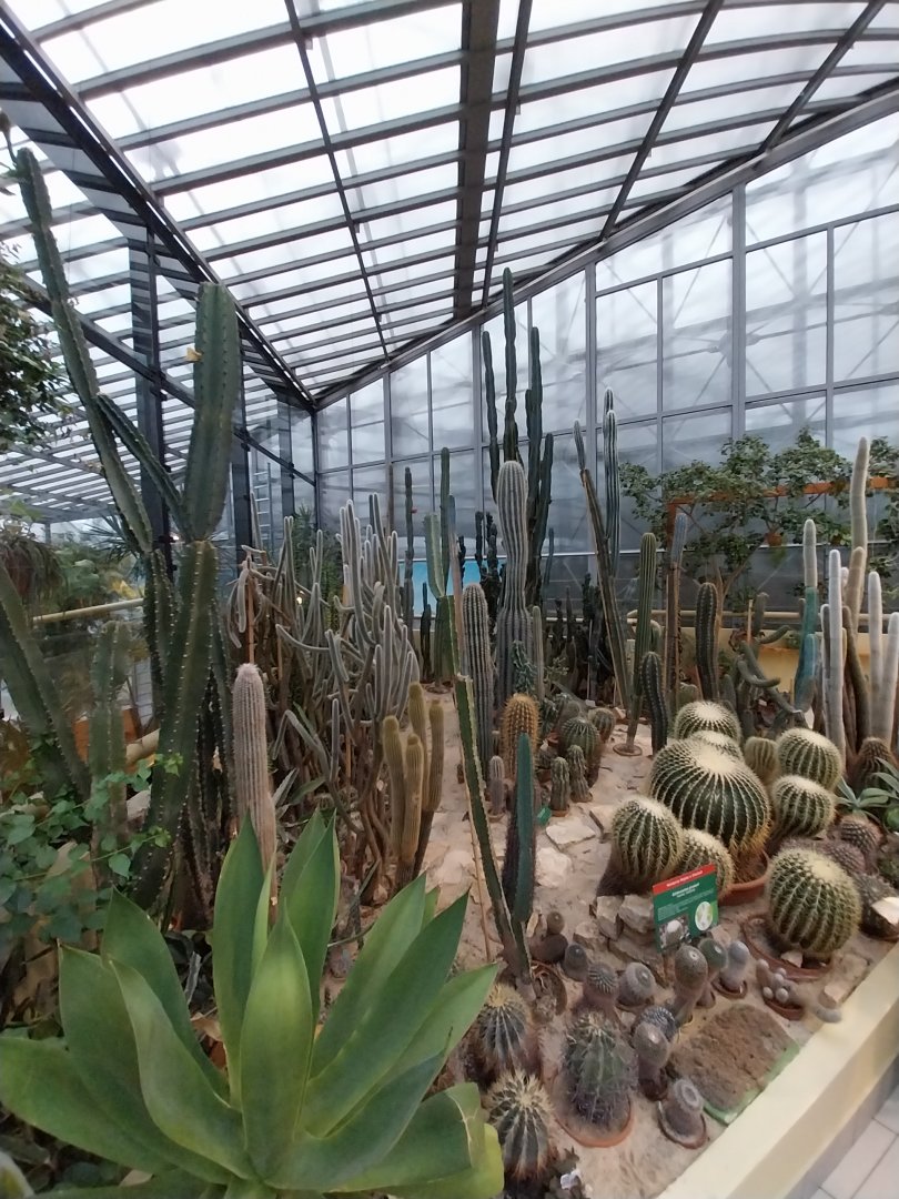 Palmiaria Miejska Gliwice - Succulent Pavilion