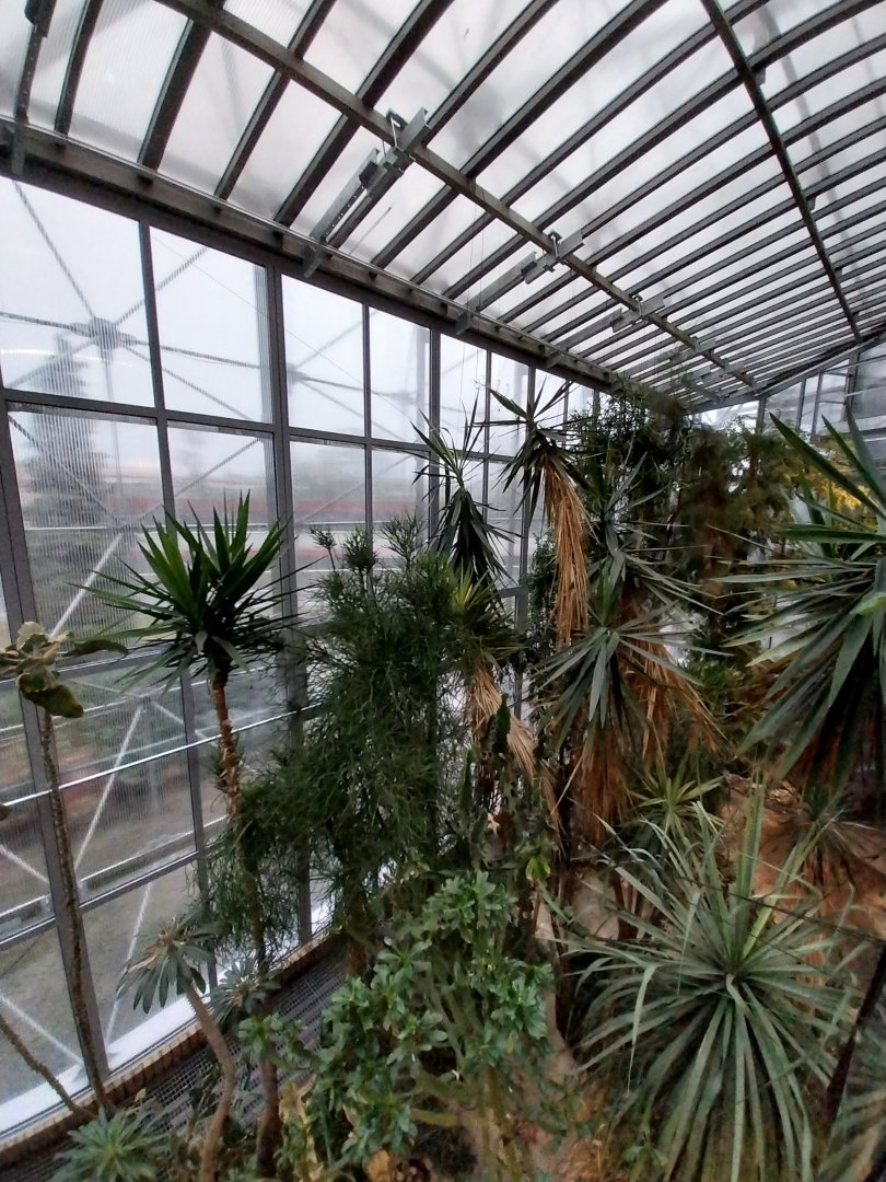 Palmiaria Miejska Gliwice - Succulent Pavilion