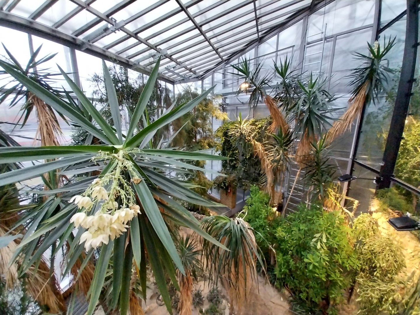 Palmiaria Miejska Gliwice - Succulent Pavilion