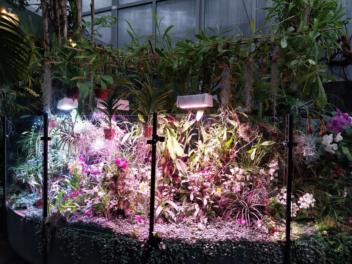 Palmiaria Miejska Gliwice - Tropical Pavilion - Orchid display