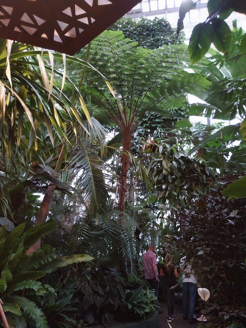 Palmiaria Miejska Gliwice - Tropical Pavilion