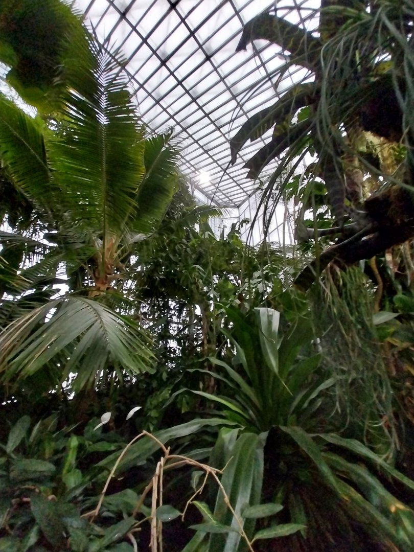 Palmiaria Miejska Gliwice - Tropical Pavilion