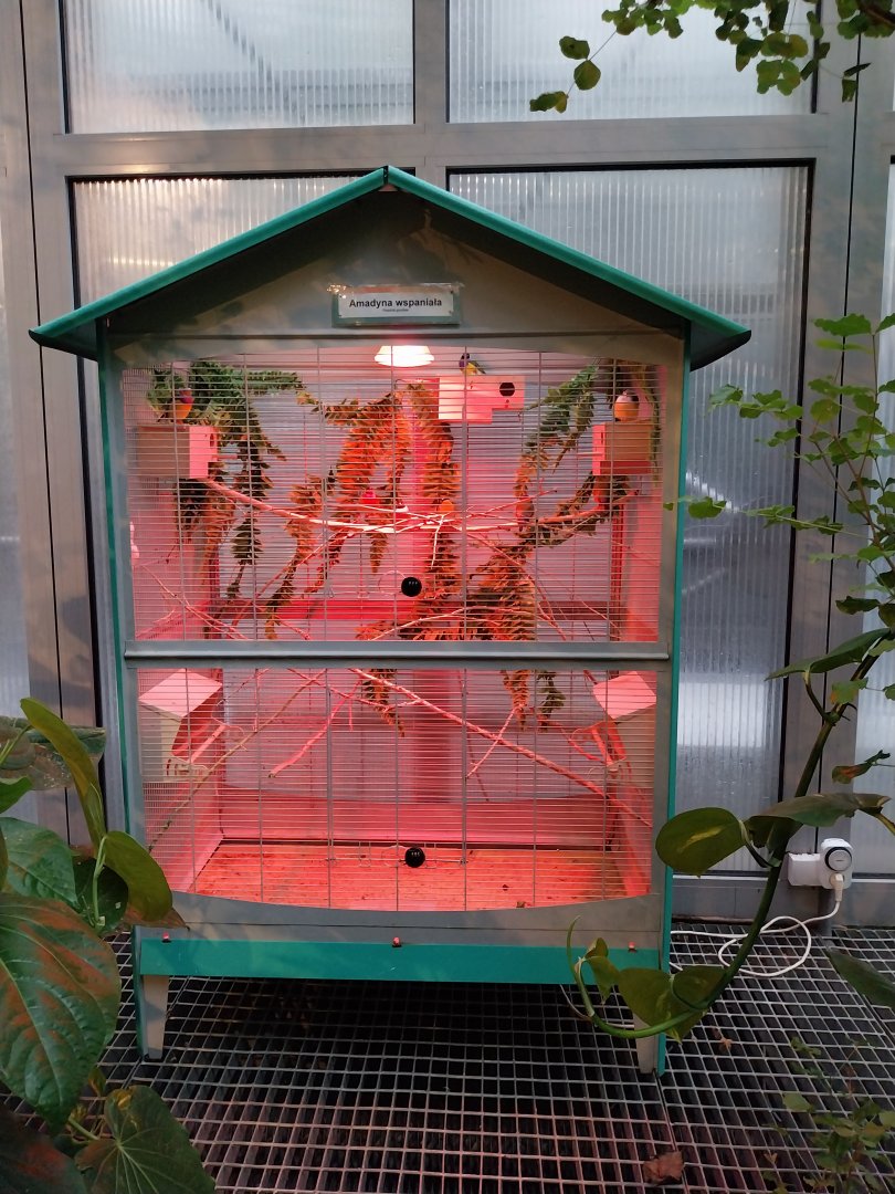 Palmiaria Miejska Gliwice - Utility Plant Pavilion - Gouldian finch birdcage