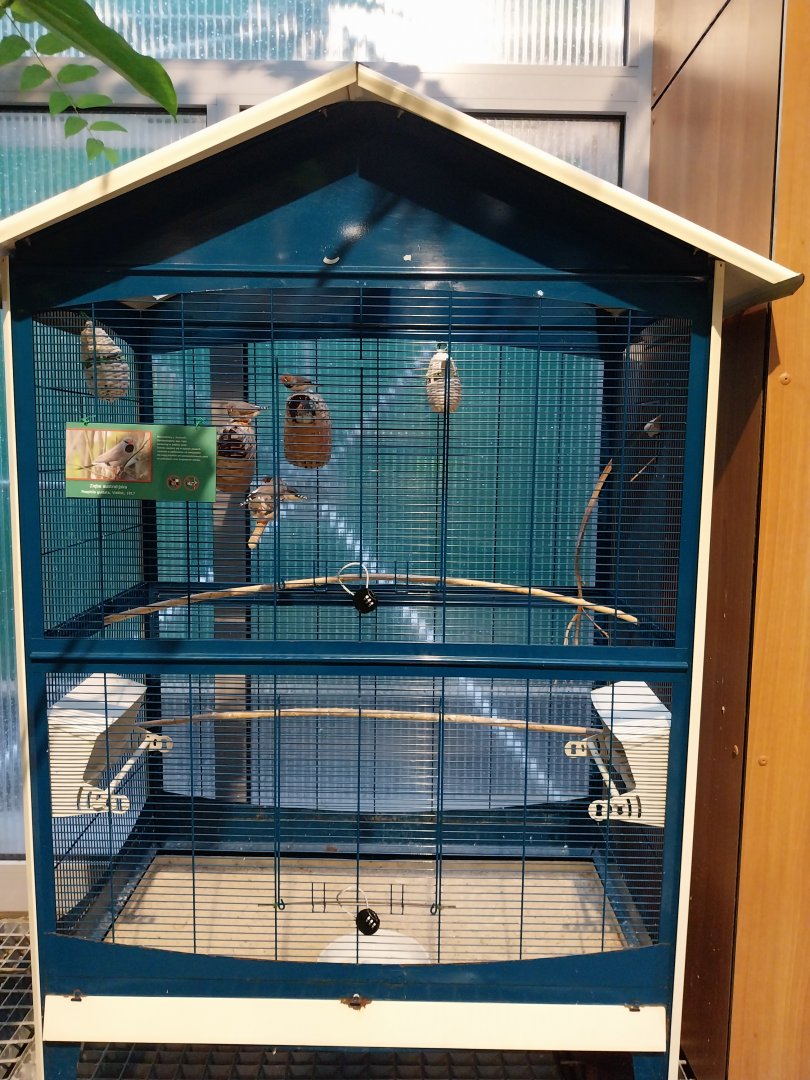 Palmiaria Miejska Gliwice - Utility Plant Pavilion - Zebra finch birdcage