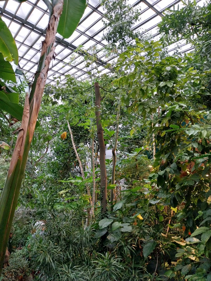 Palmiaria Miejska Gliwice - Utility Plant Pavilion