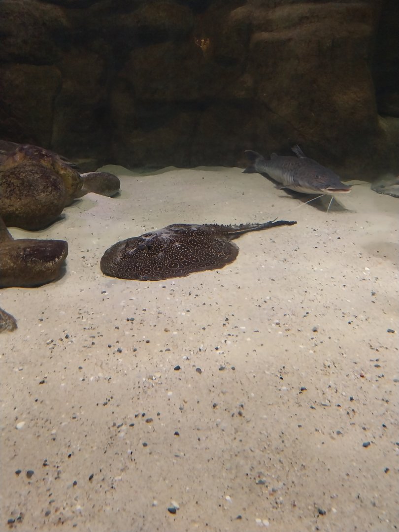 Palmiarinia Miejska Gliwice - Amazon aquarium - Pearled River Stingray (Potamotrygon jabuti)