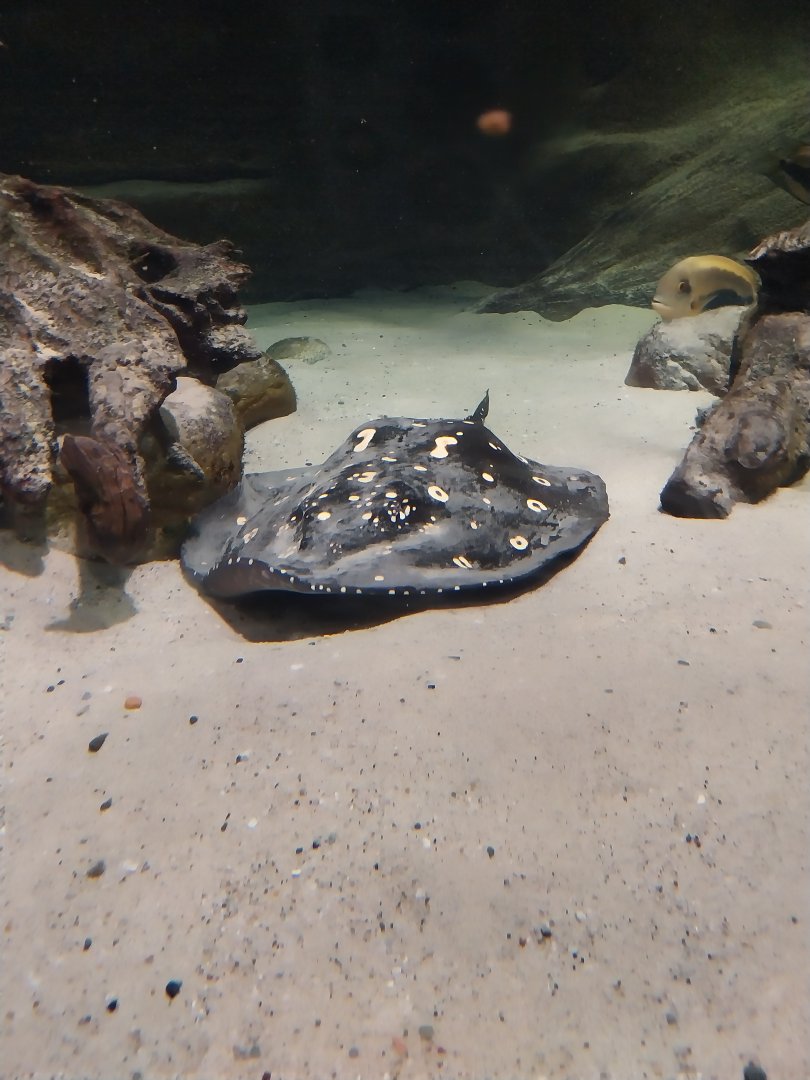 Palmiarinia Miejska Gliwice - Amazon aquarium - White-blotched River Stingray (Potamotrygon leopoldi)