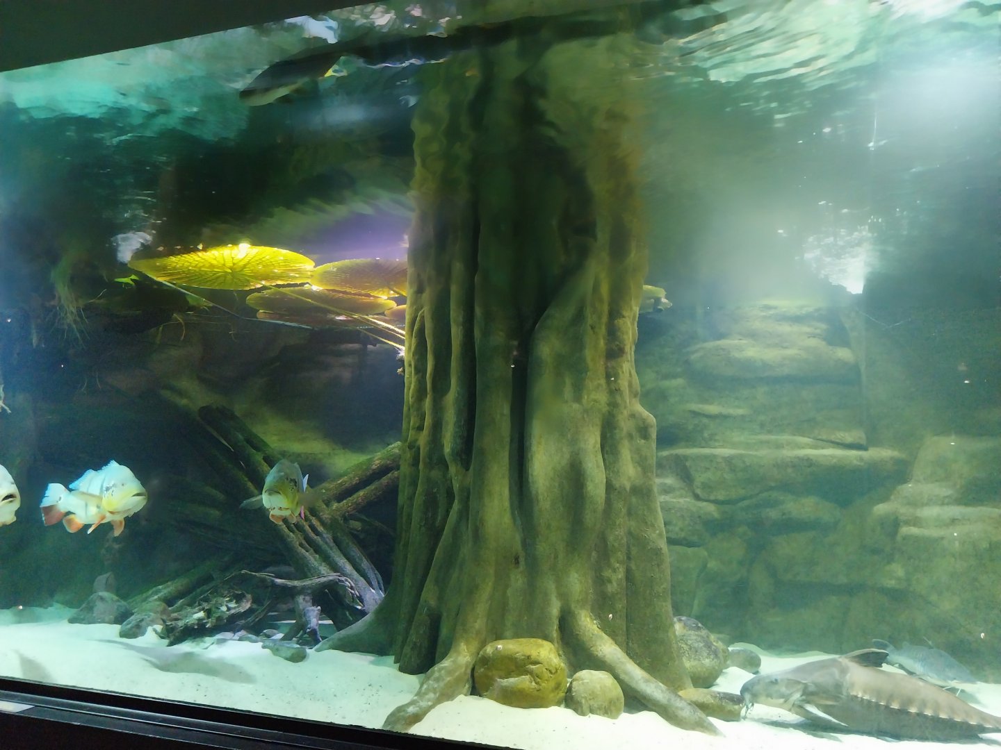 Palmiarinia Miejska Gliwice - Amazon aquarium