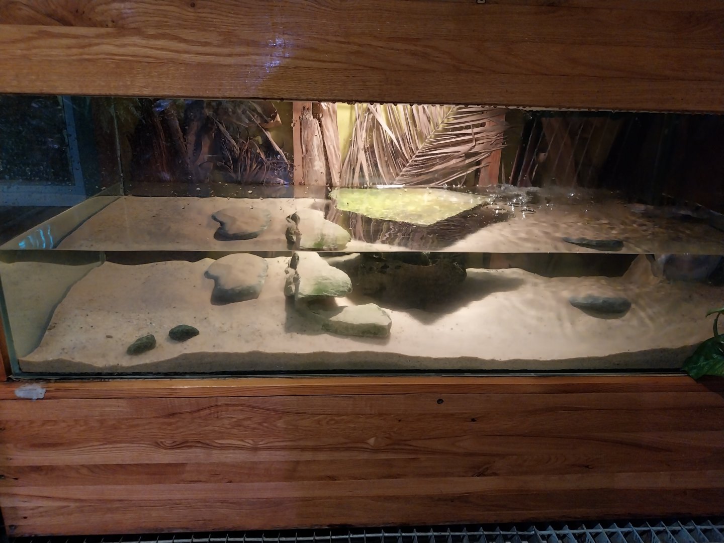 Palmiarinia Miejska Gliwice - Chinese soft-shelled turtle exhibit