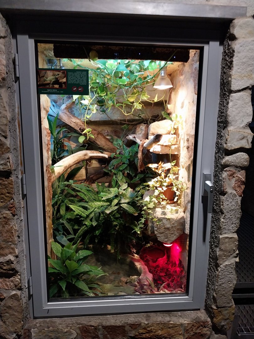 Palmiarinia Miejska Gliwice - Chinese water dragon exhibit