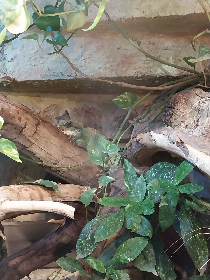 Palmiarinia Miejska Gliwice - Chinese Water Dragon (Physignathus cocincinus)