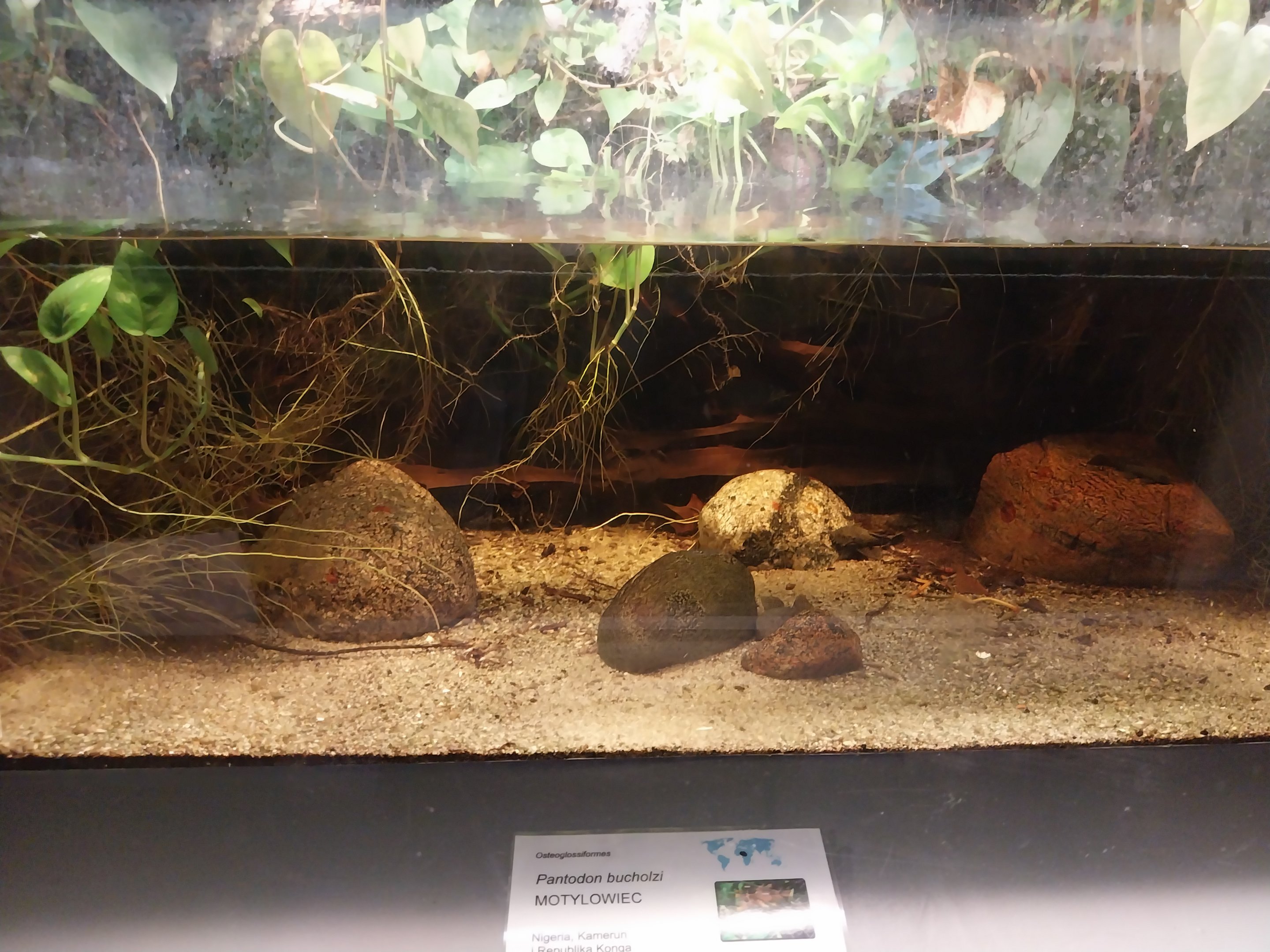 Palmiarni Poznan - Africa