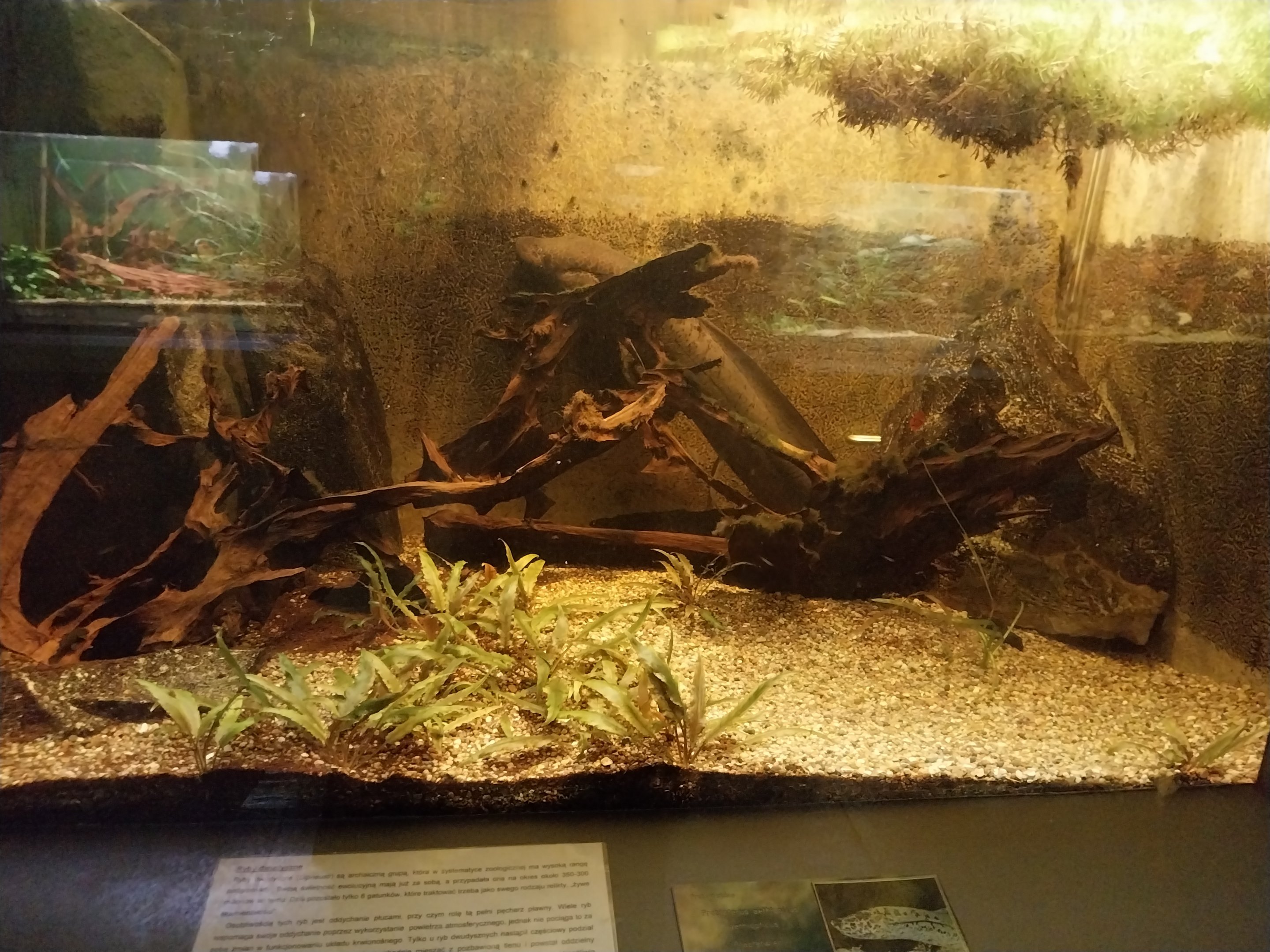 Palmiarni Poznan - Africa