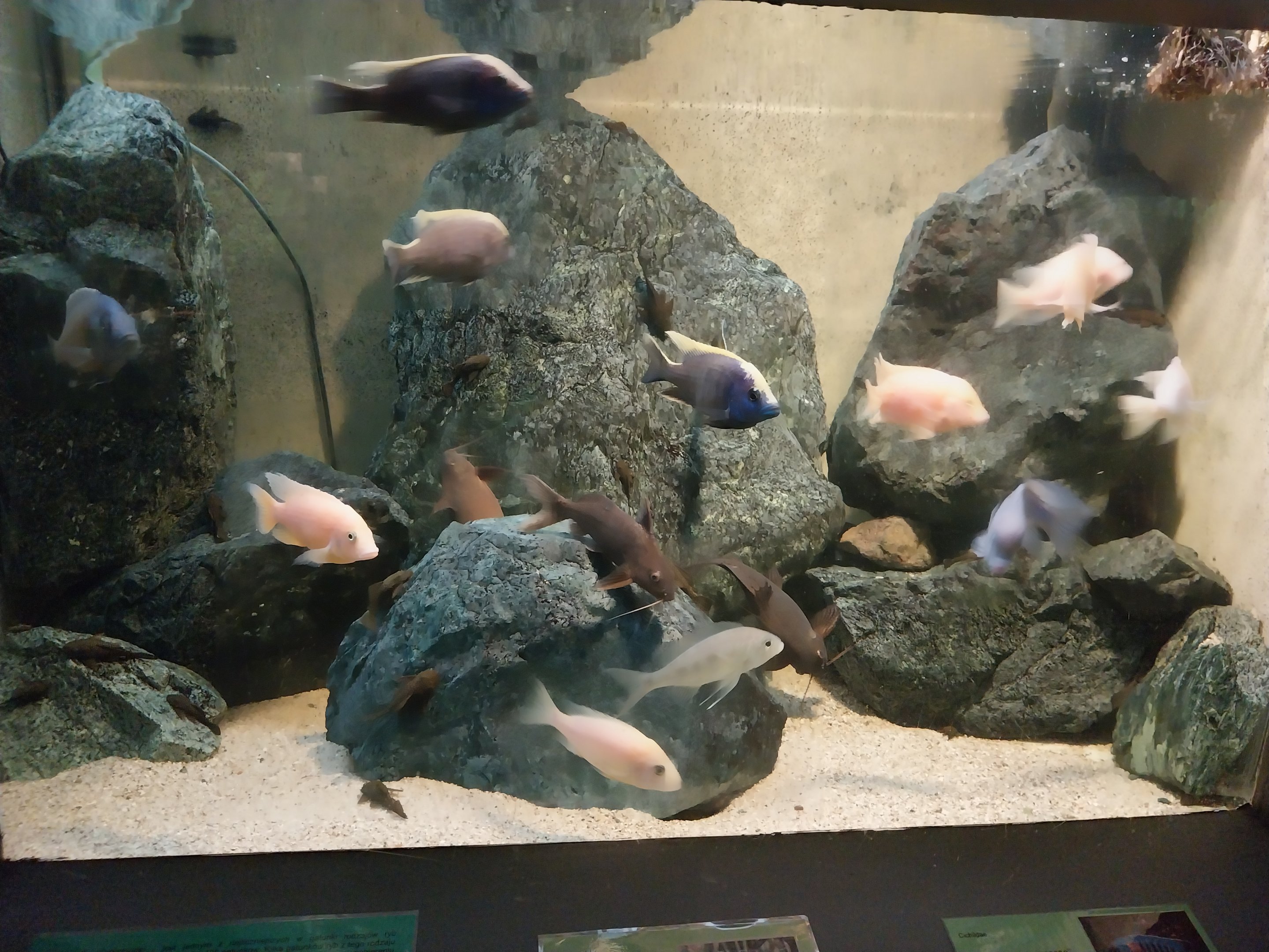 Palmiarni Poznan - Africa