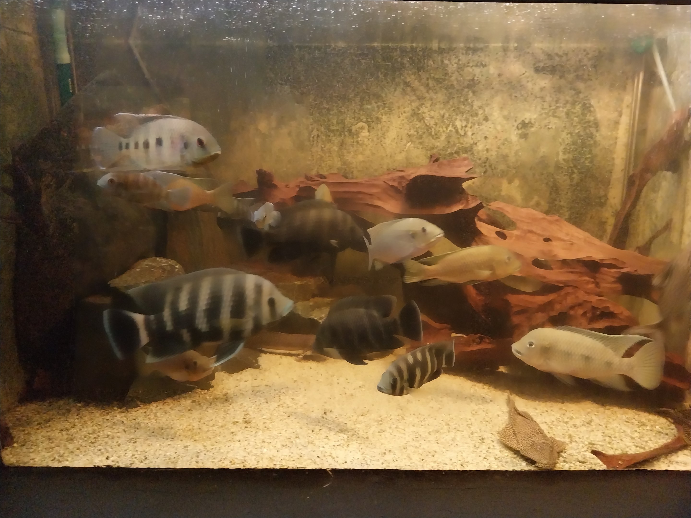 Palmiarni Poznan - Africa