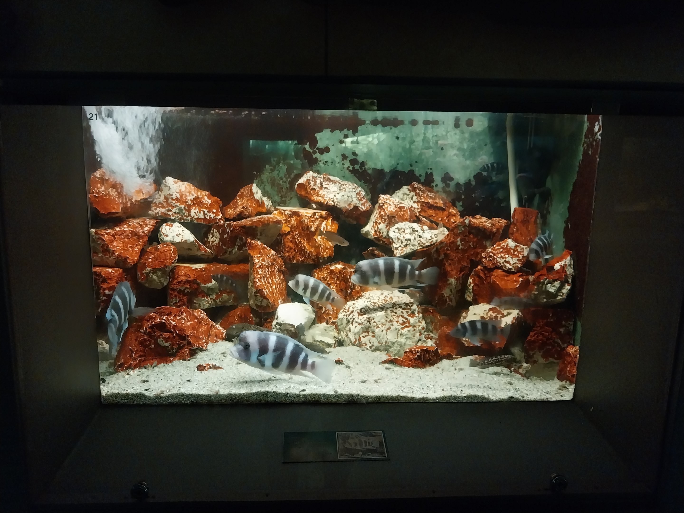 Palmiarni Poznan - Africa