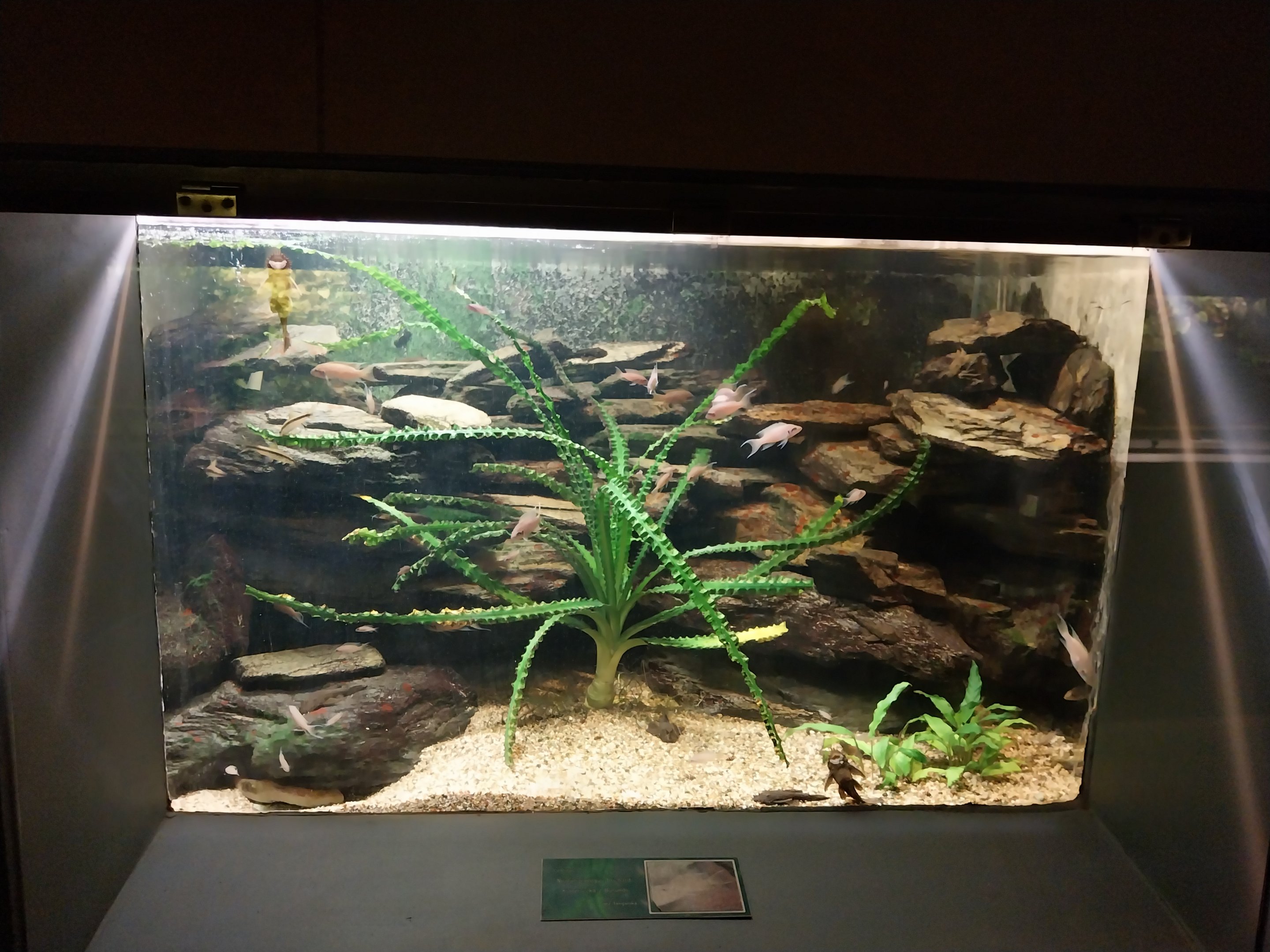 Palmiarni Poznan - Africa