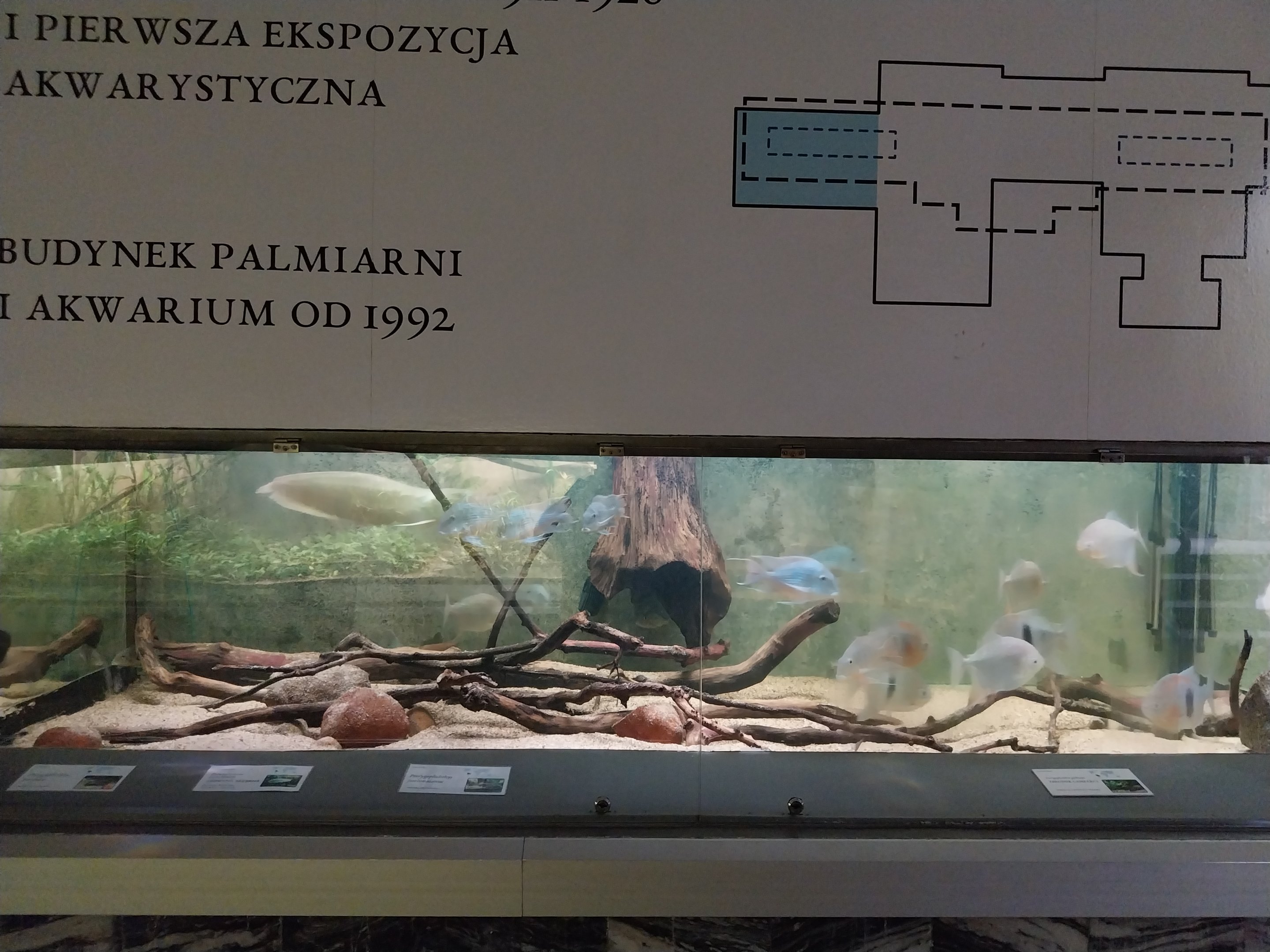 Palmiarni Poznan - Amercia