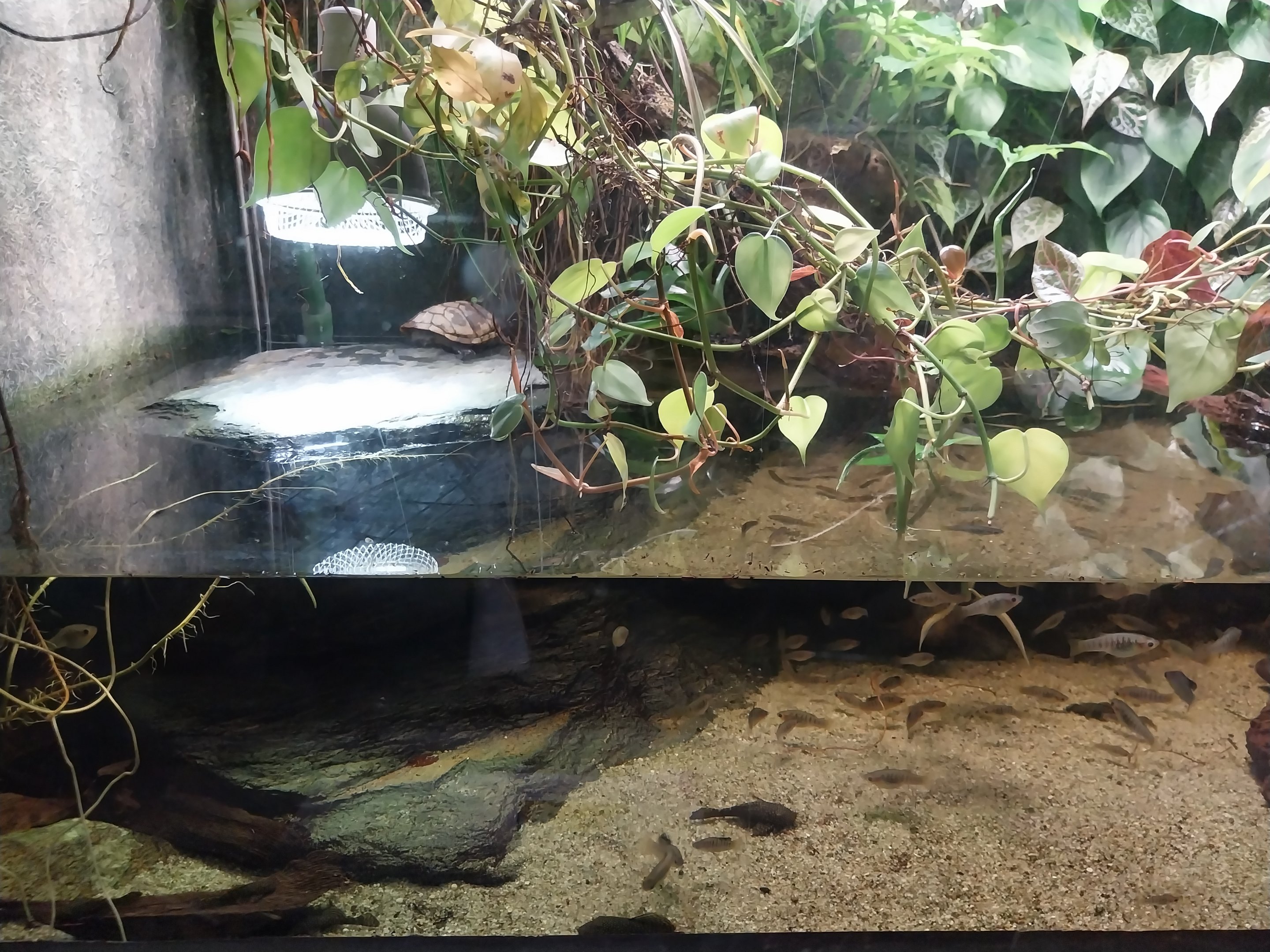 Palmiarni Poznan - Amercia