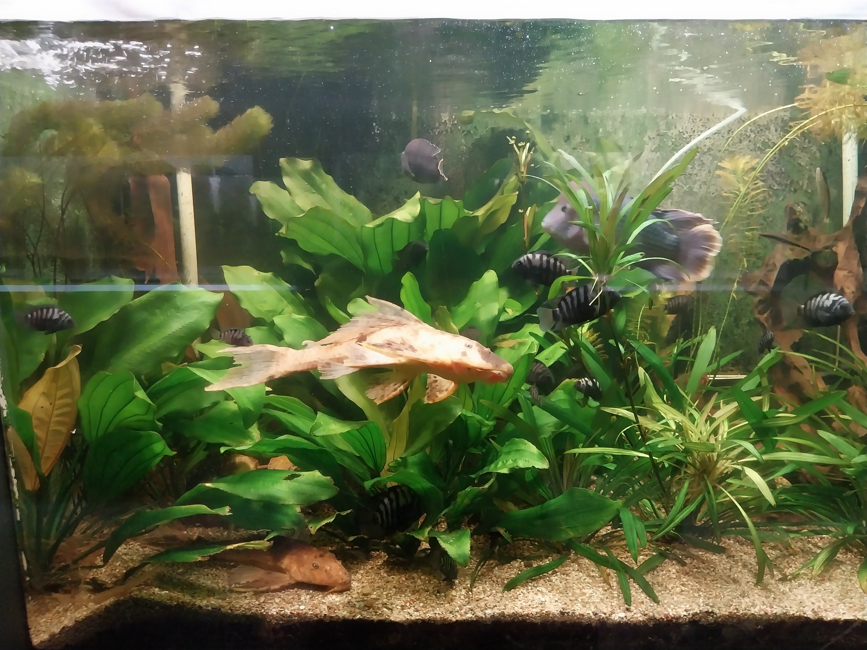 Palmiarni Poznan - Amercia