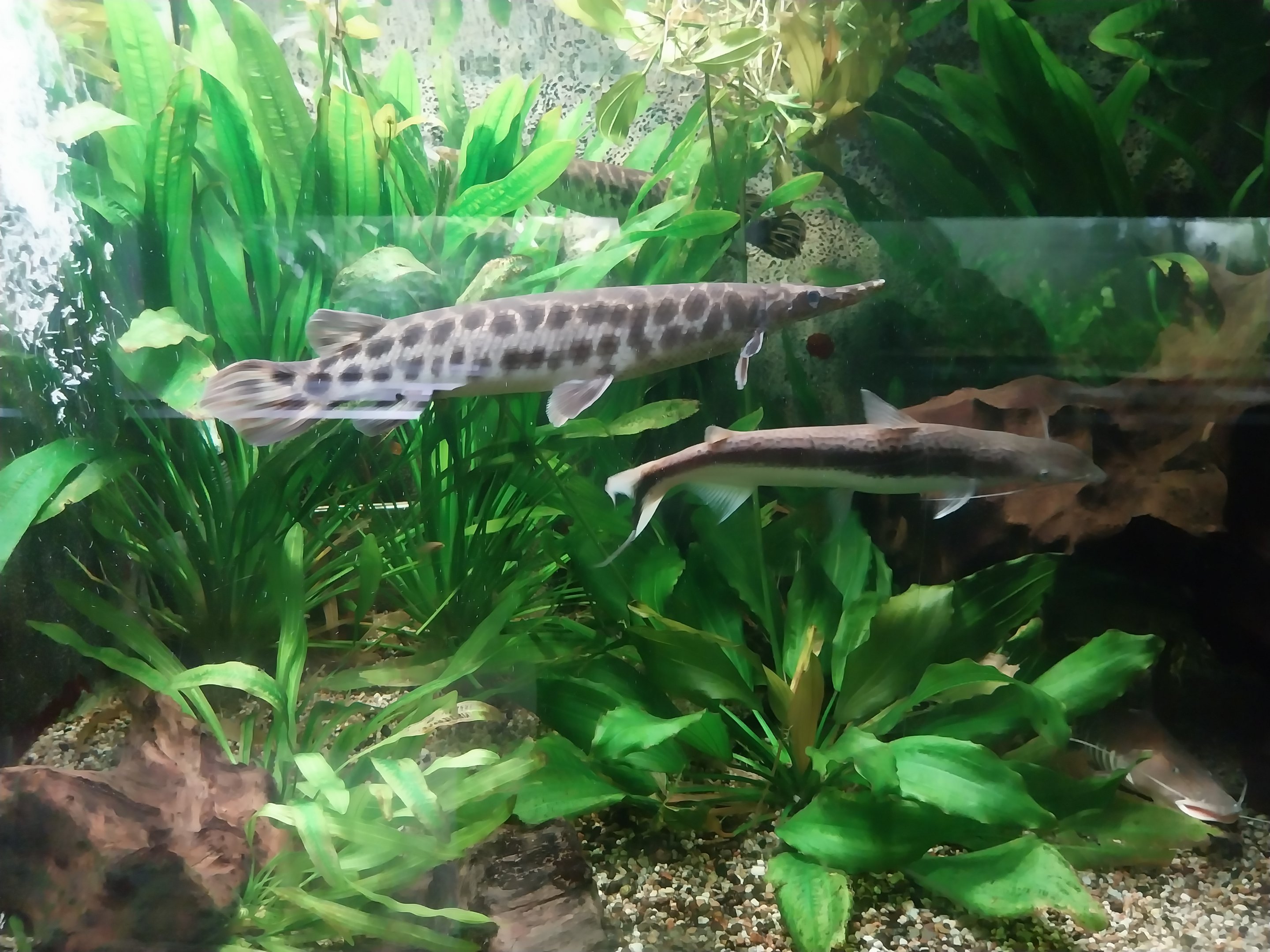 Palmiarni Poznan - Amercia