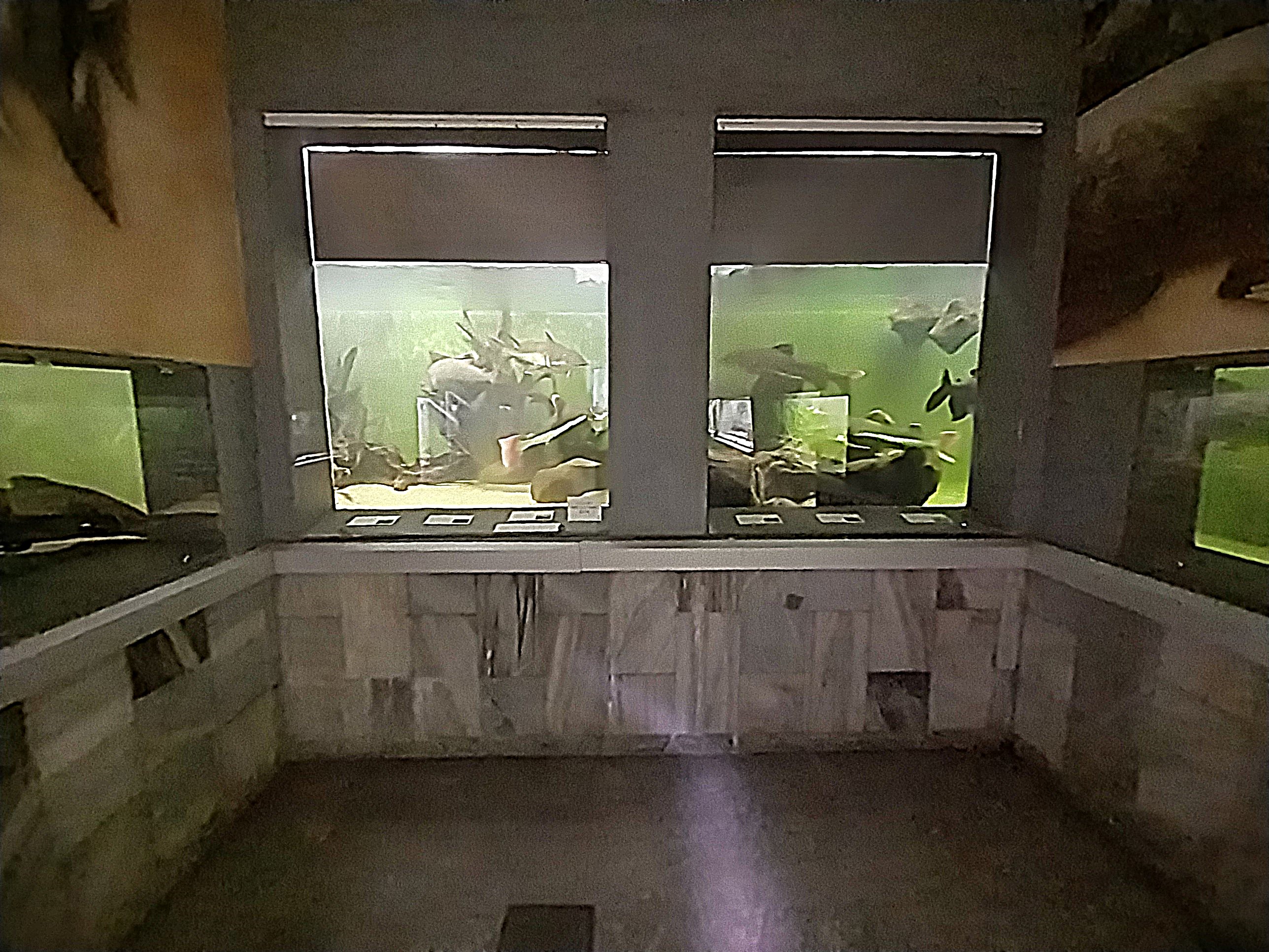 Palmiarni Poznan - America - Redtail Catfish and others