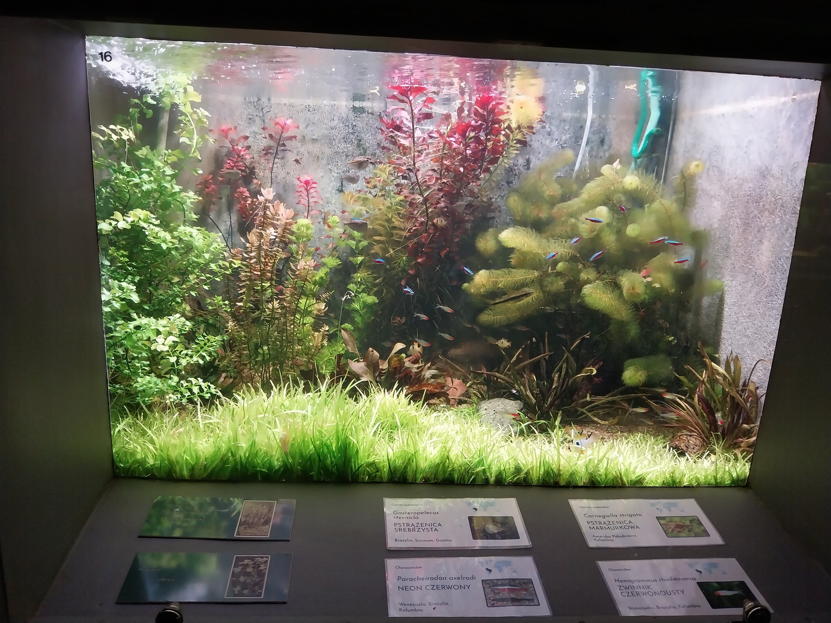 Palmiarni Poznan - America