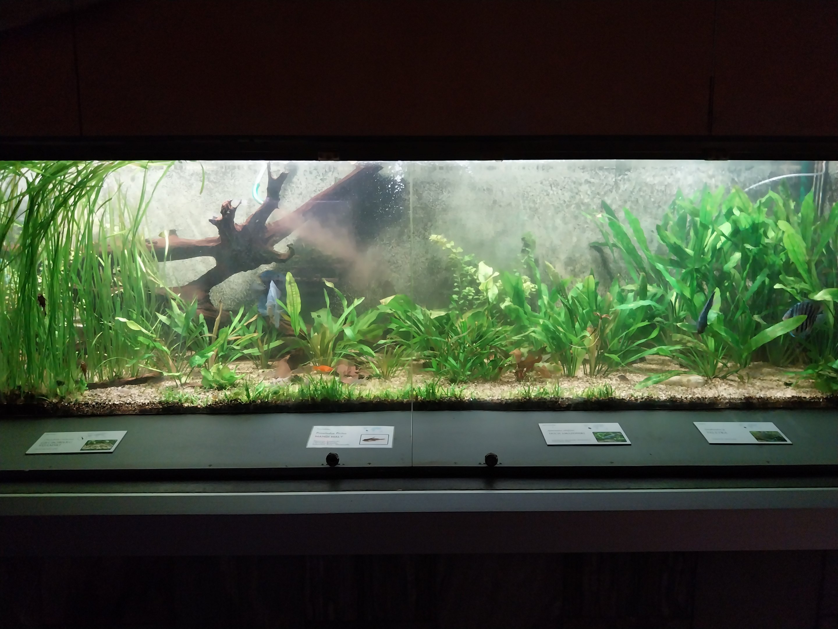 Palmiarni Poznan - America