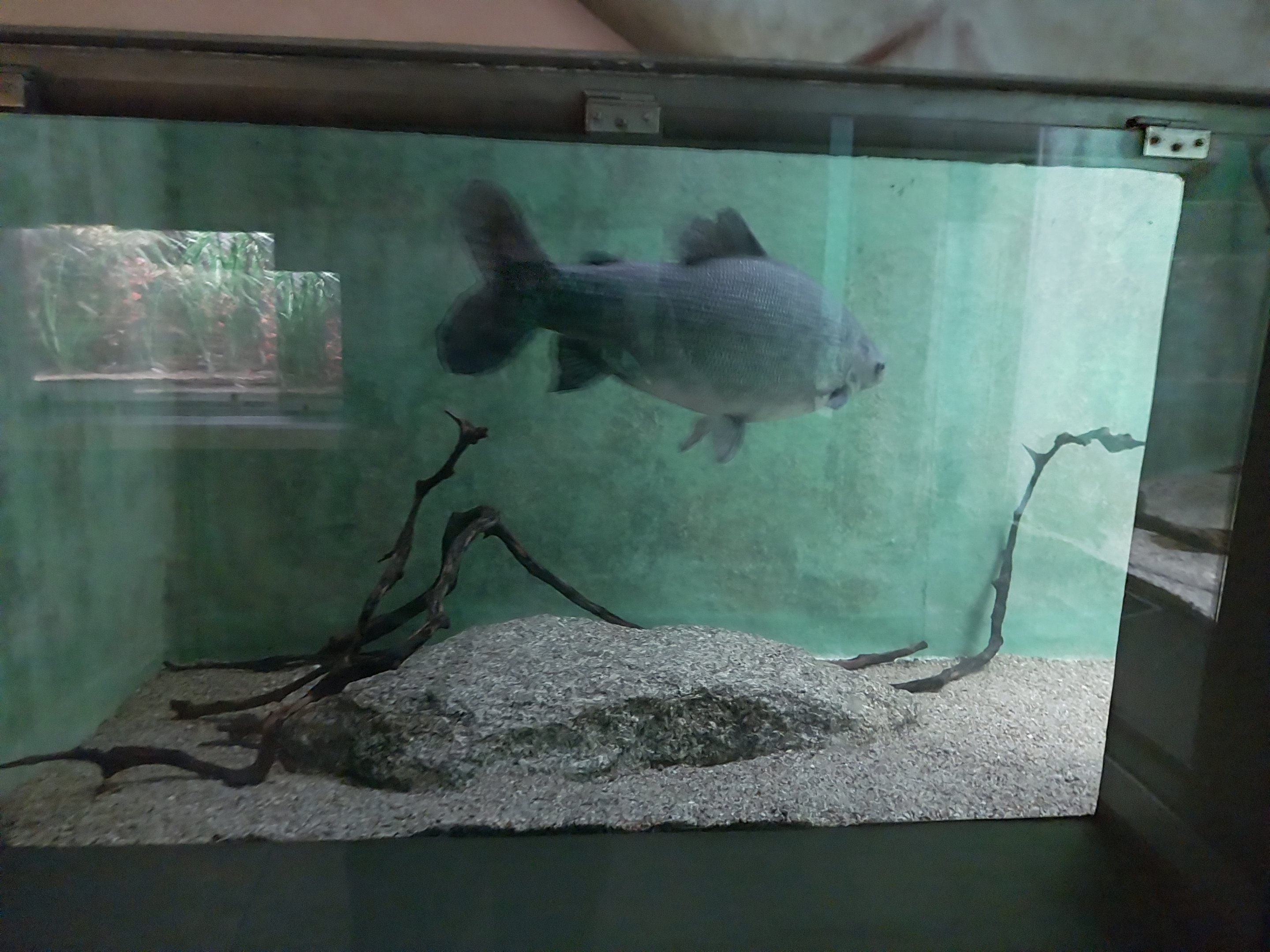 Palmiarni Poznan - Asia - Giant Gourami tank