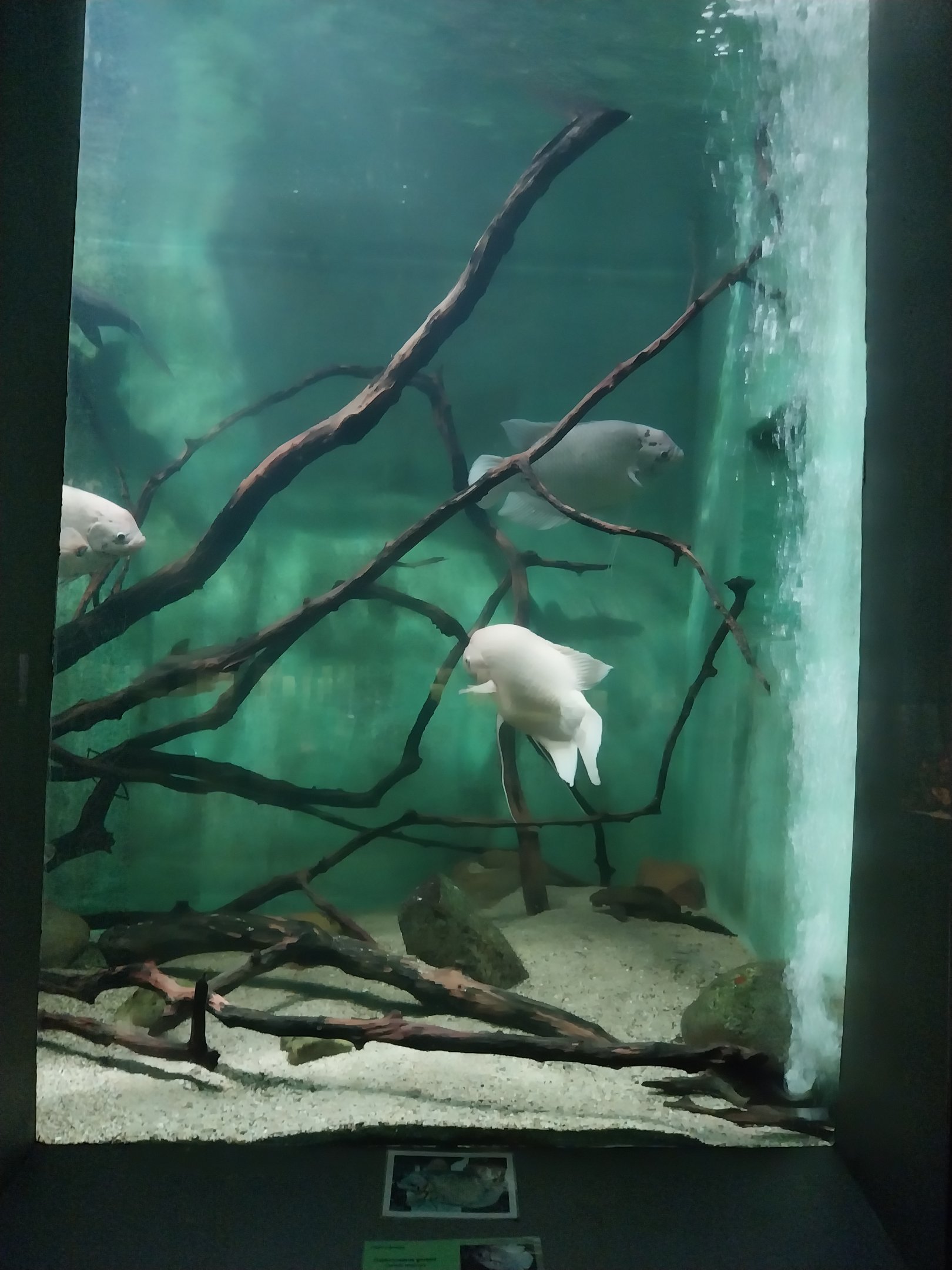Palmiarni Poznan - Asia - Giant Gourami tank