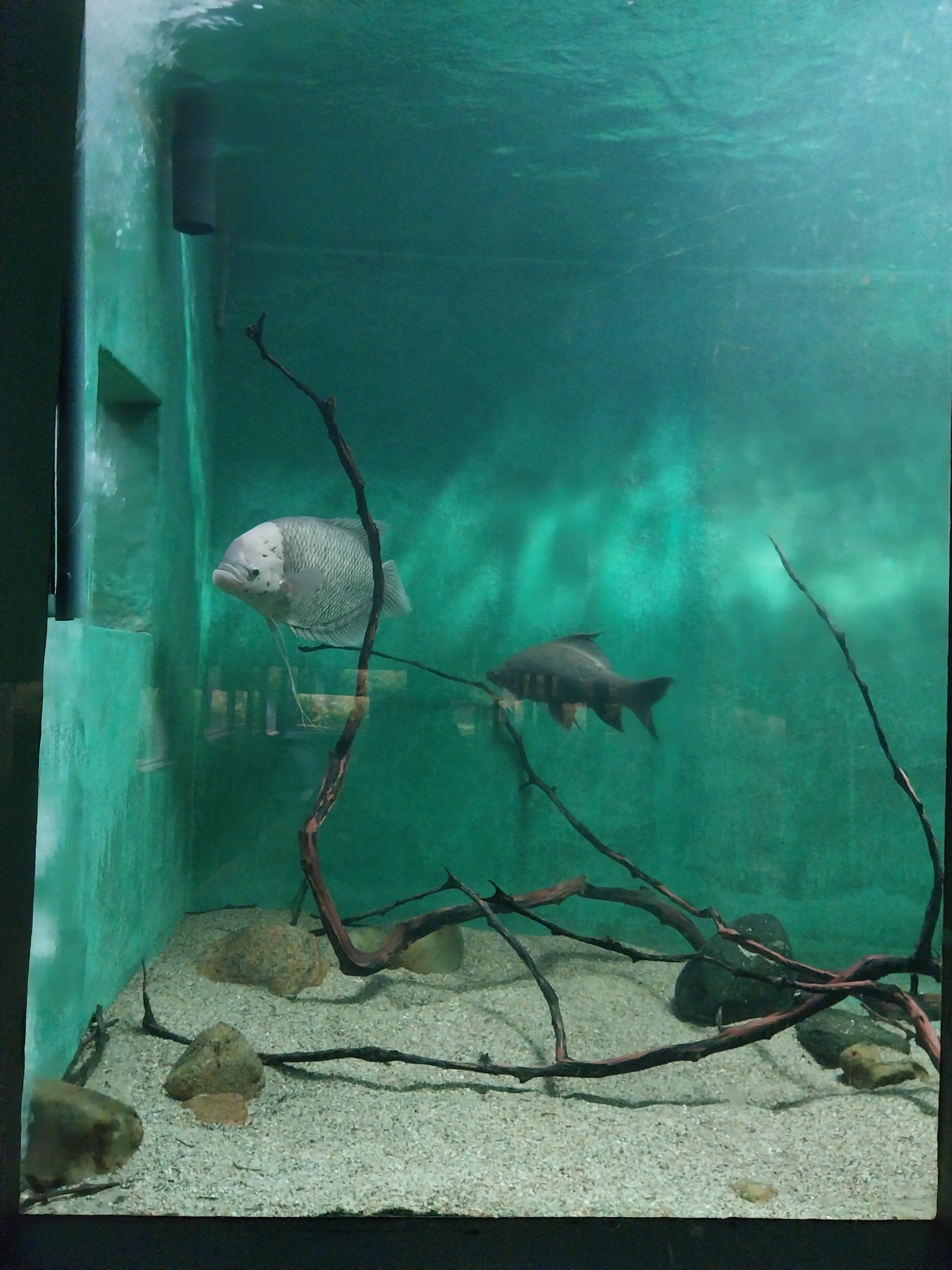 Palmiarni Poznan - Asia - Giant Gourami tank