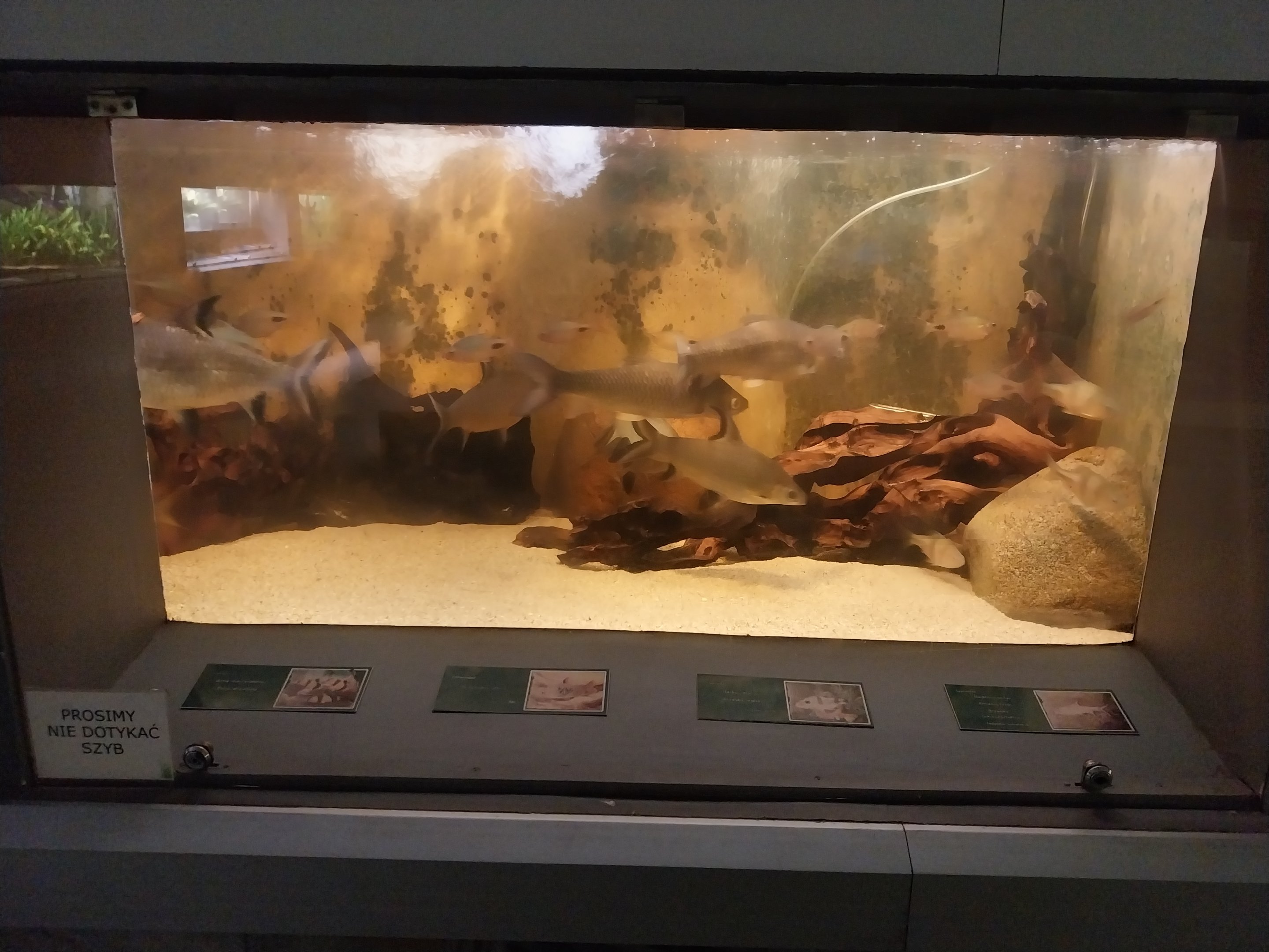 Palmiarni Poznan - Asia