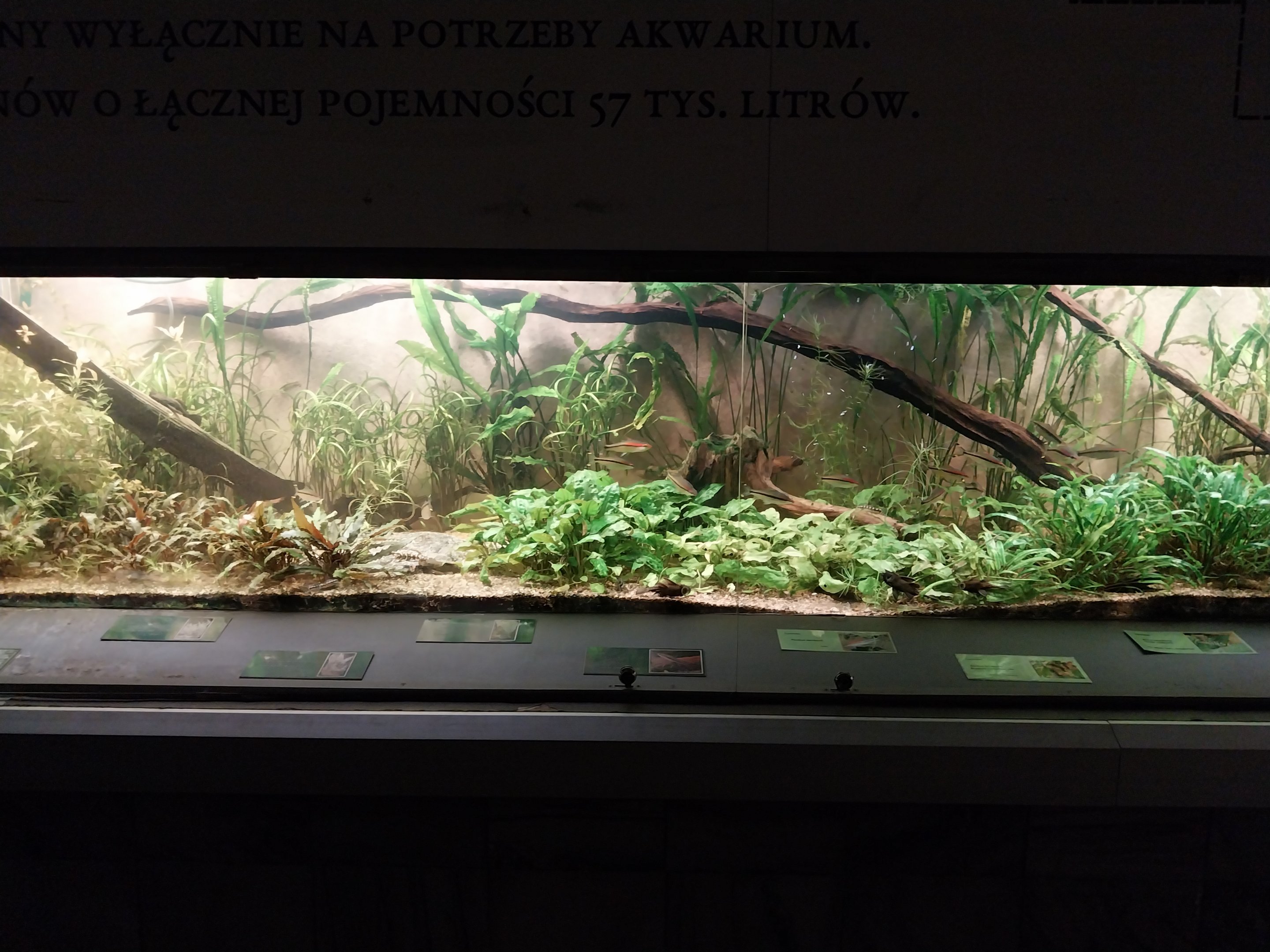 Palmiarni Poznan - Asia