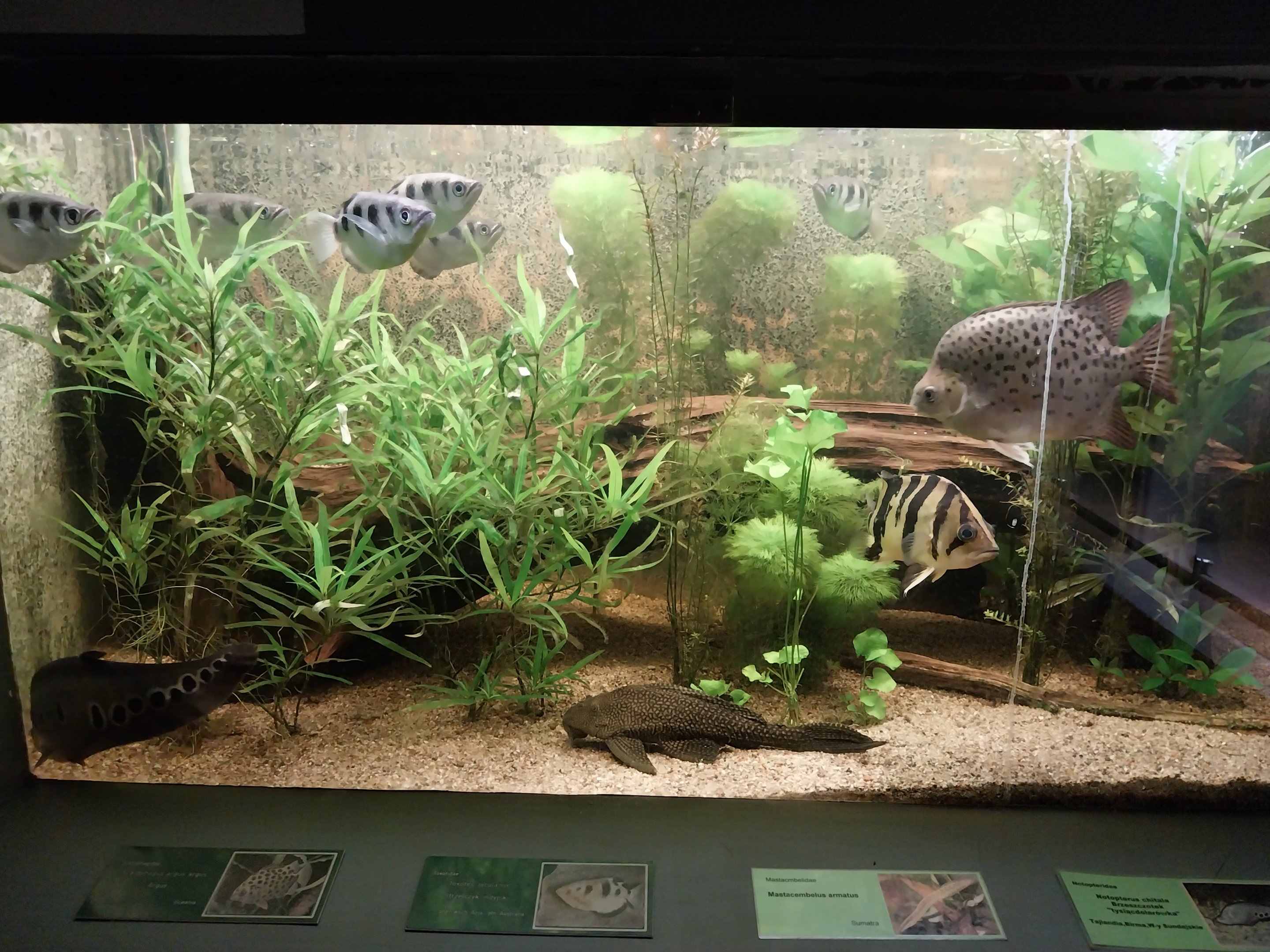 Palmiarni Poznan - Asia