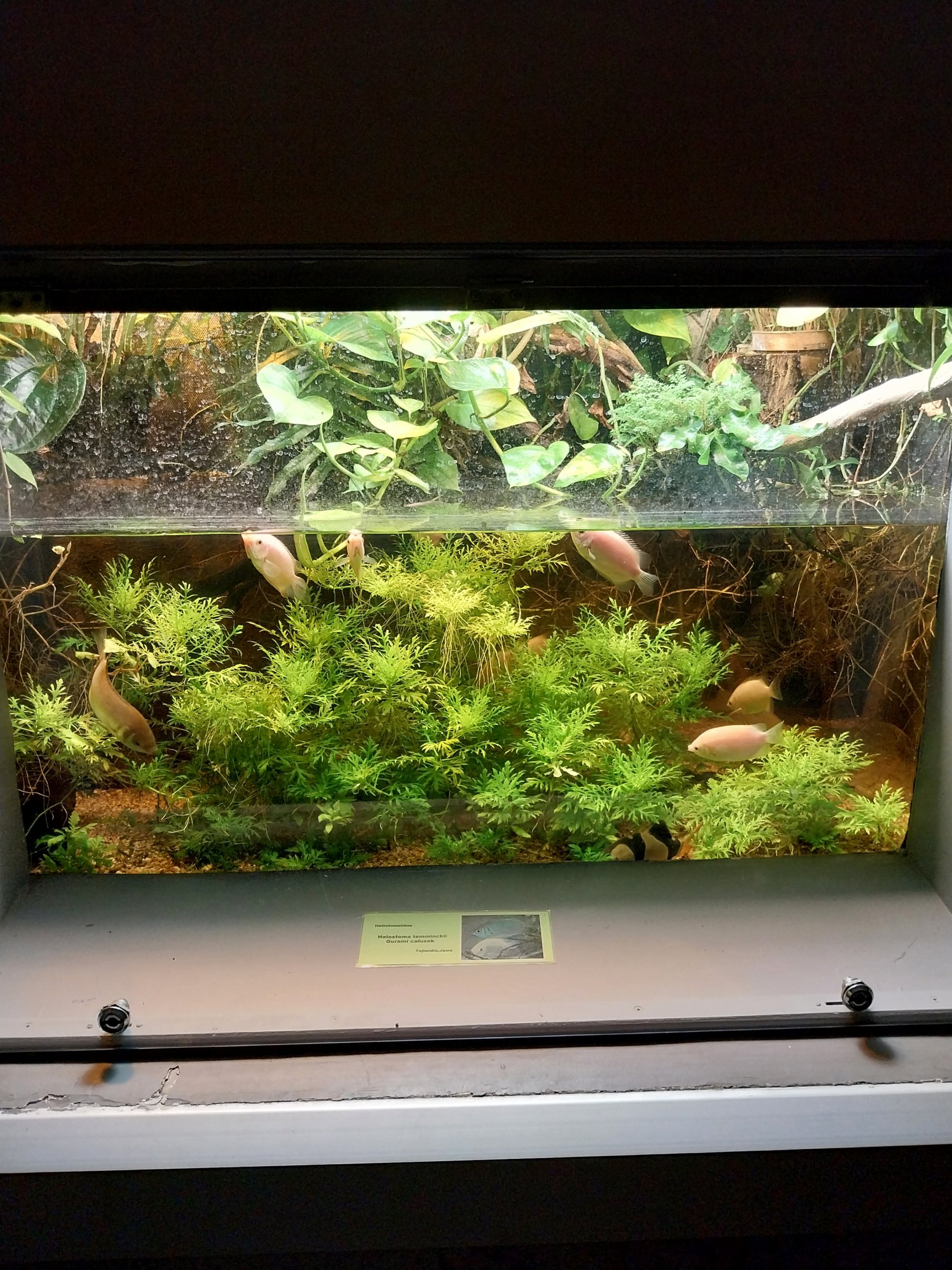 Palmiarni Poznan - Asia