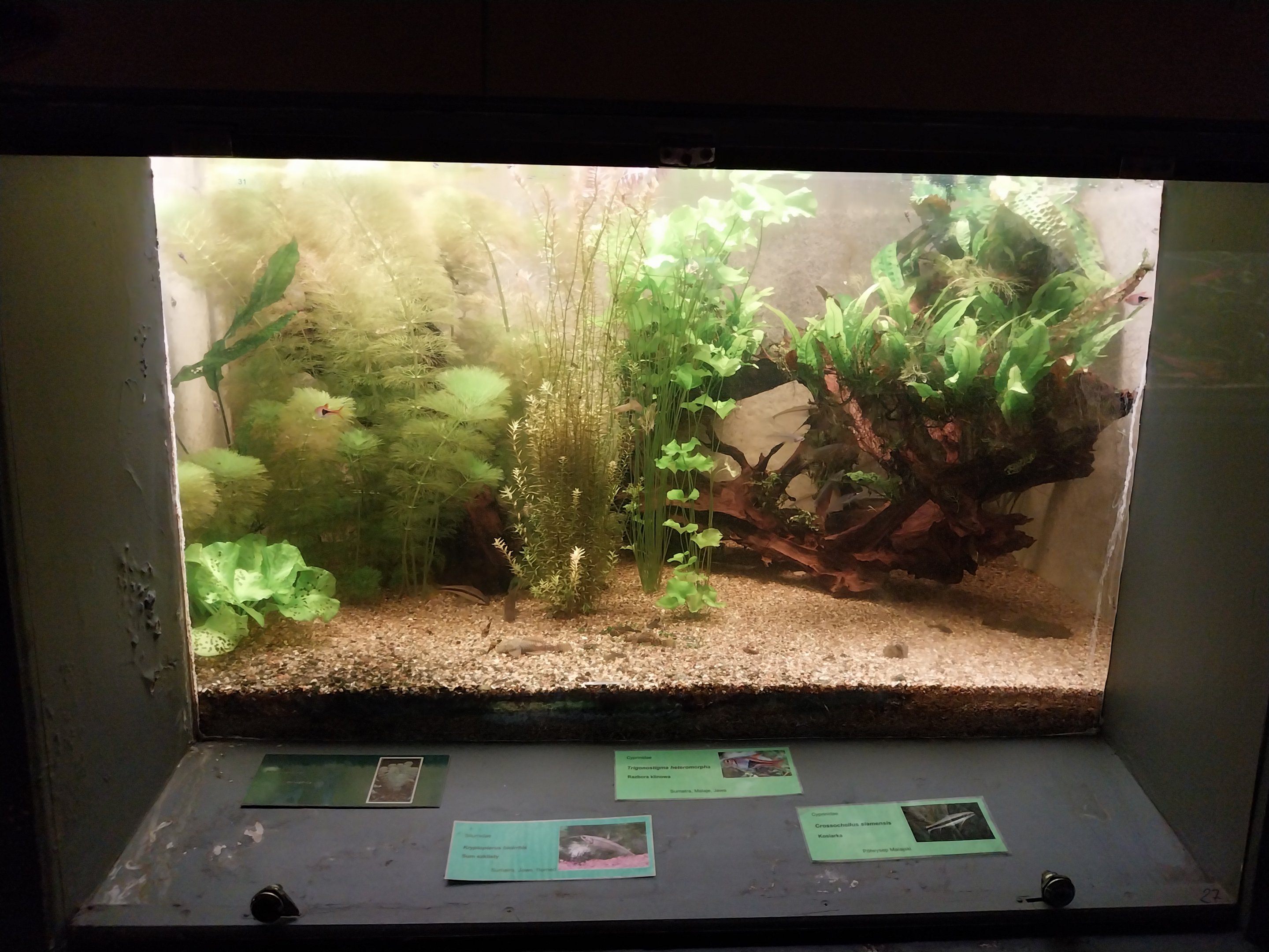 Palmiarni Poznan - Asia