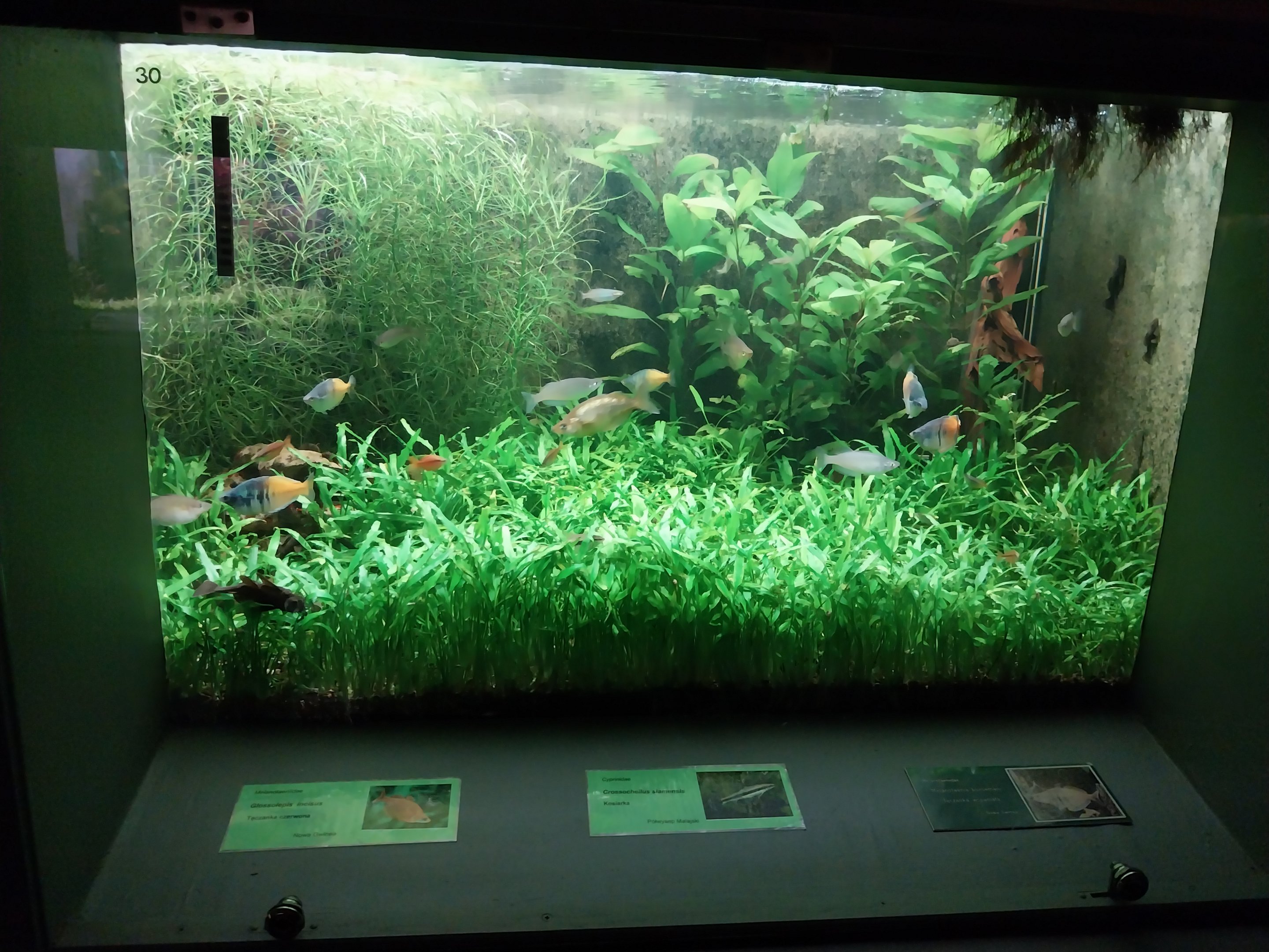 Palmiarni Poznan - Asia