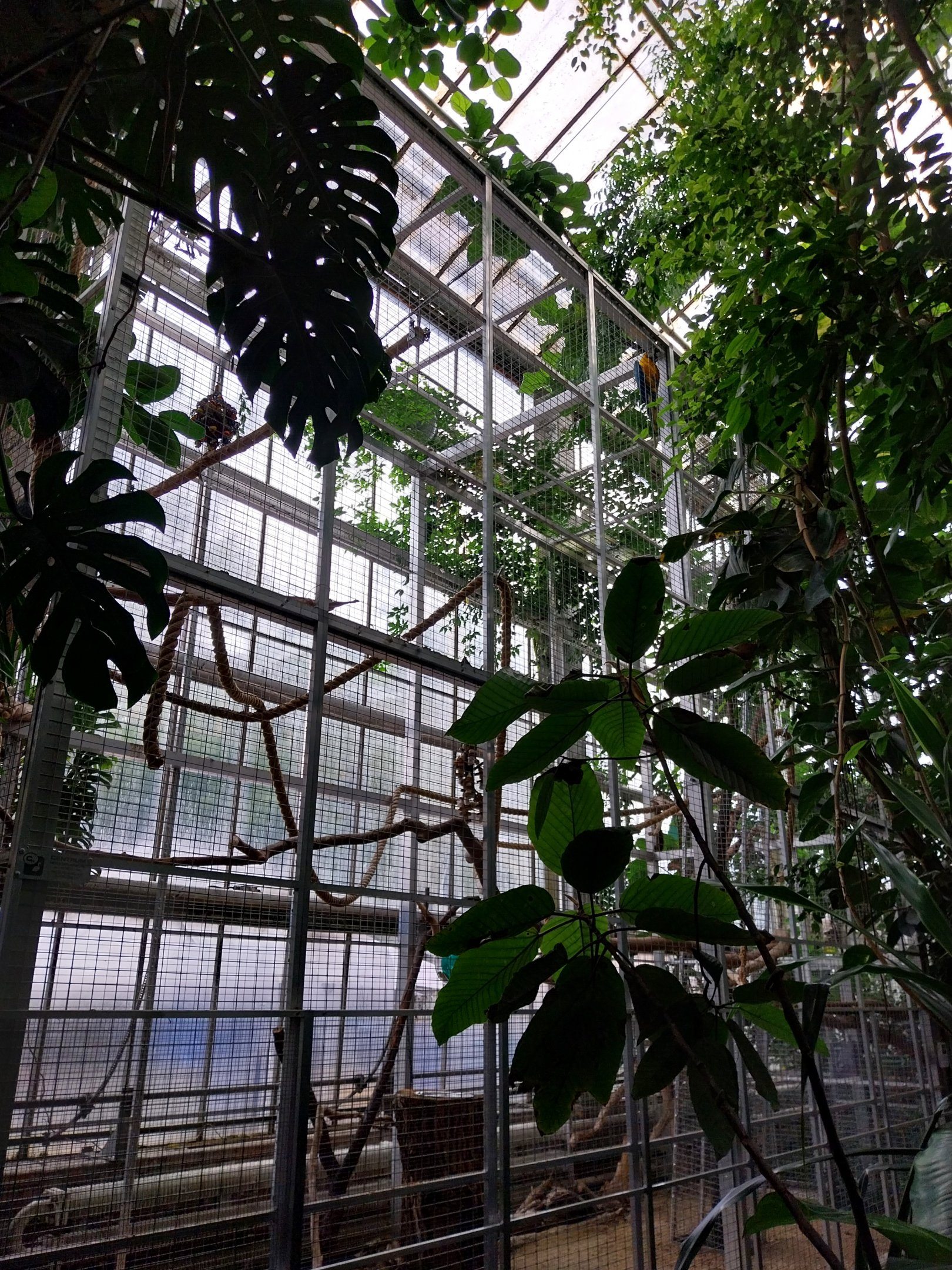 Palmiarni Poznan - Blue-and-yellow Macaw (Ara Ararauna)