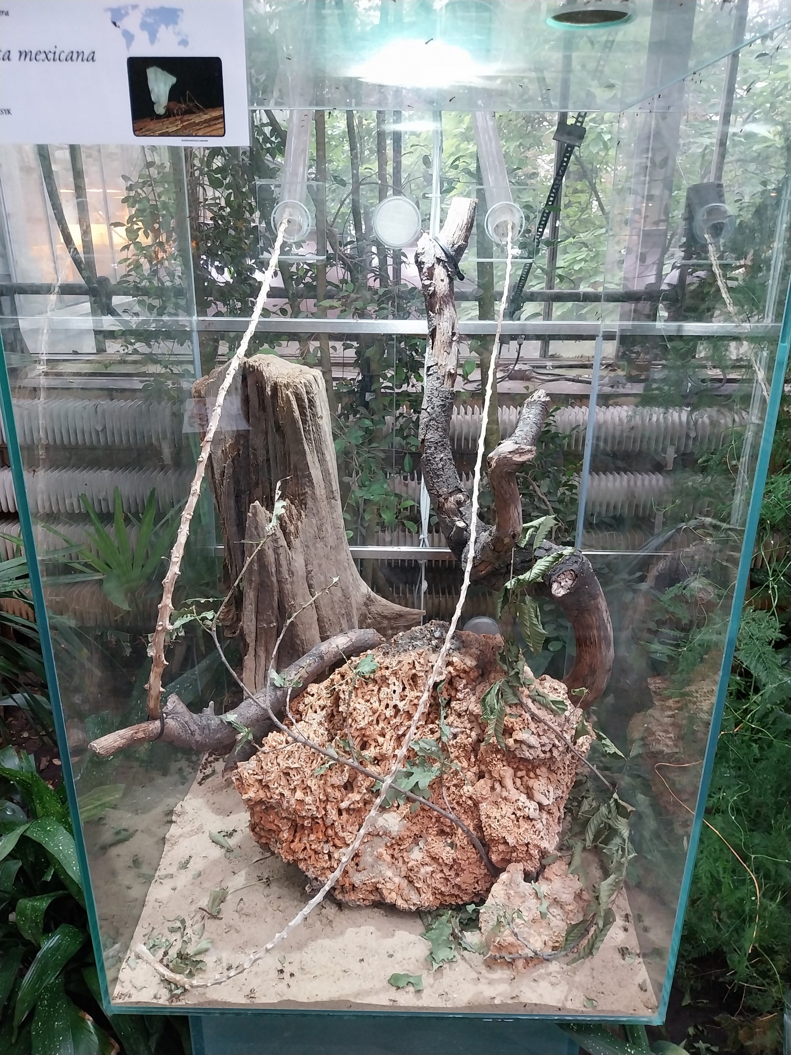 Palmiarni Poznan - Leafcutter ant sp.