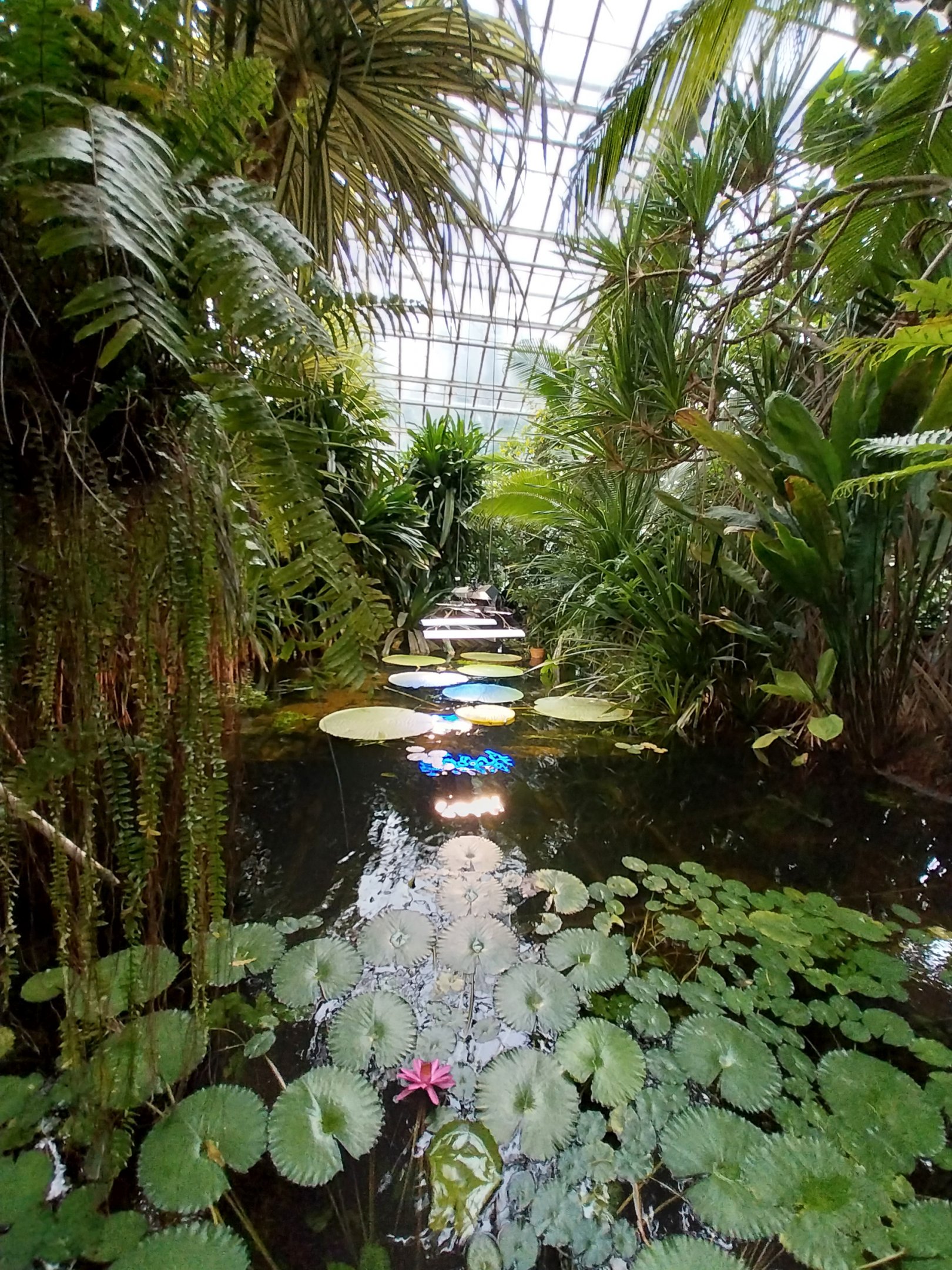 Palmiarni Poznan - Lilytrotters' Waterlily (Victoria amazonica) bassin
