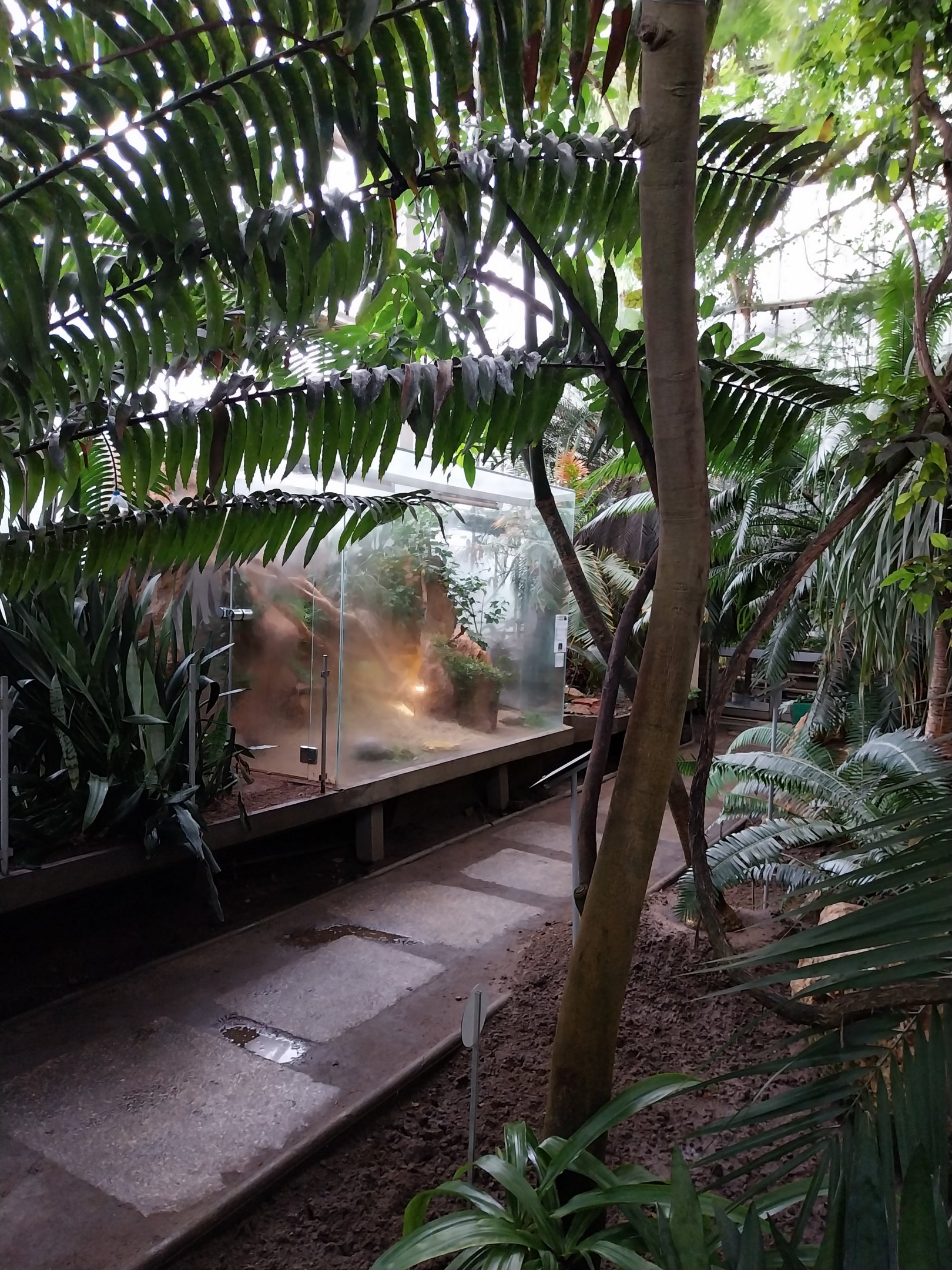 Palmiarni Poznan - Marginated Tortoise (Testudo marginata)