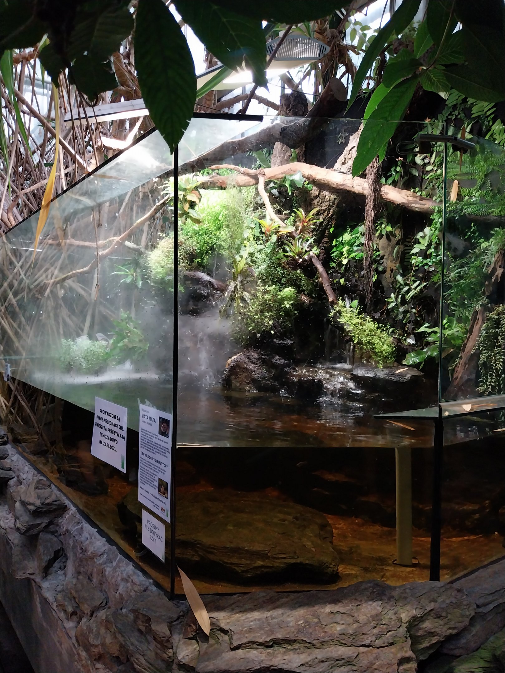 Palmiarni Poznan - Mata-Mata (Chelus fimbriata)