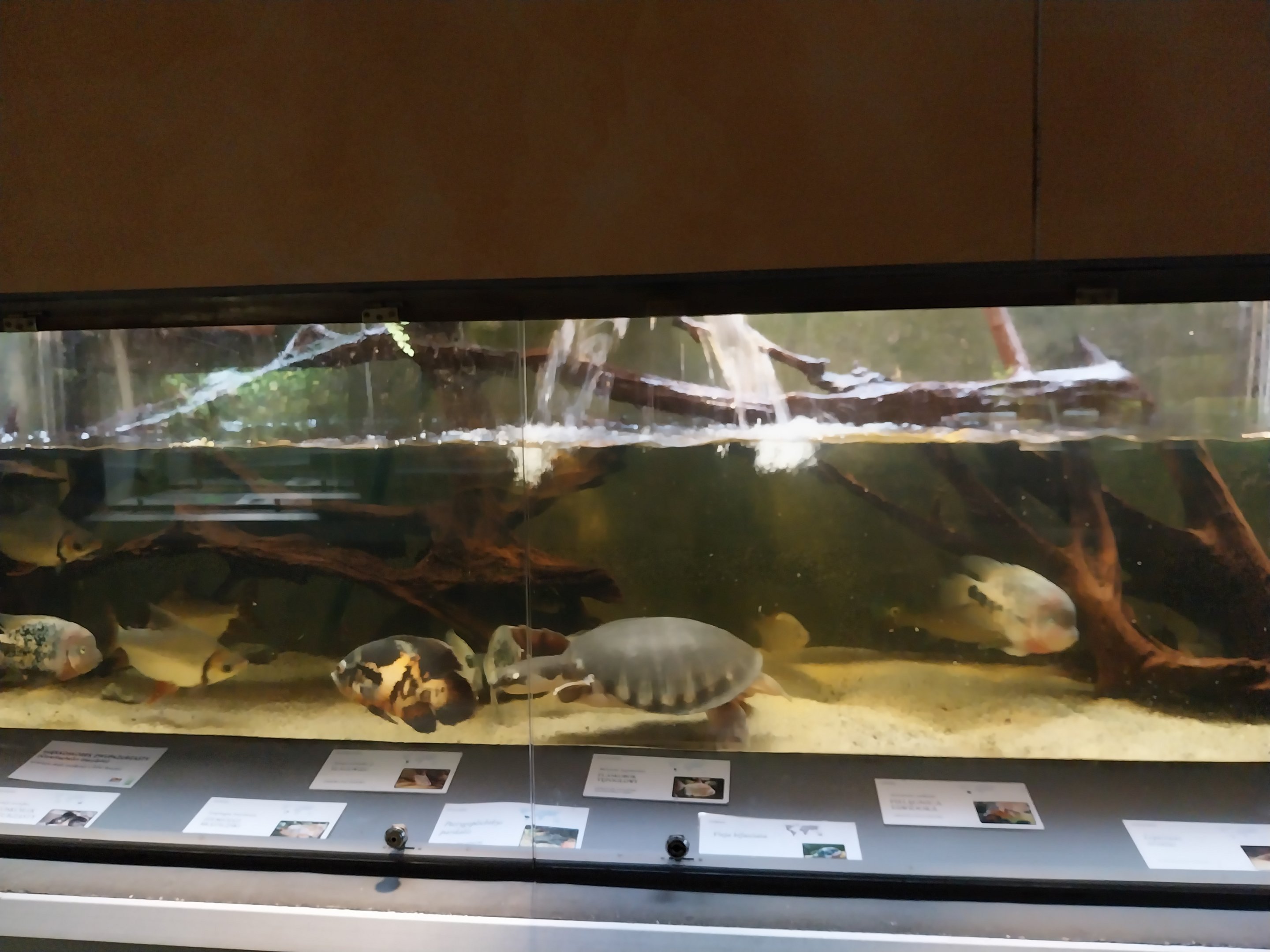 Palmiarni Poznan - Pig-nosed Turtle (Carettochelys insculpta)